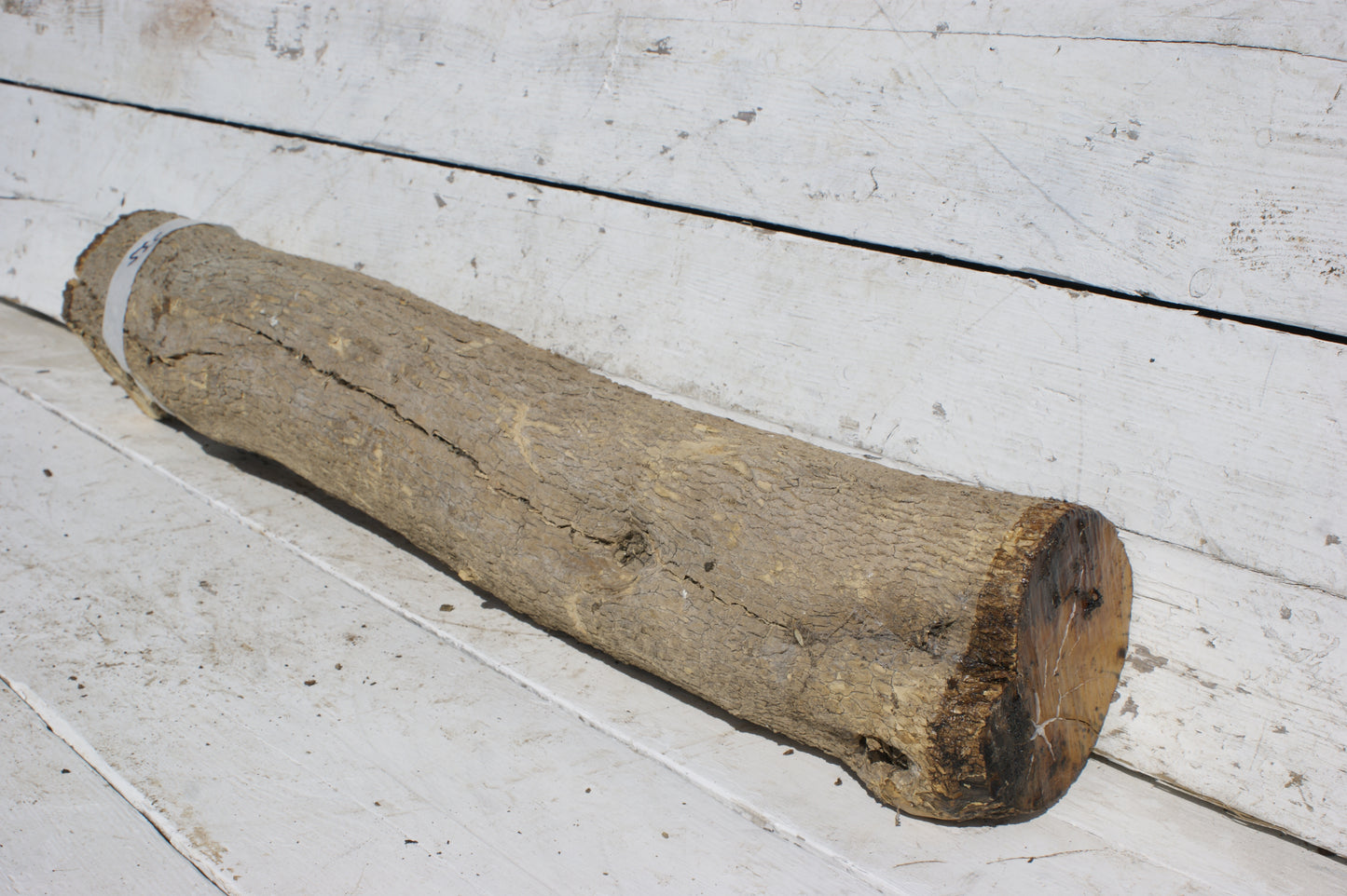 English box wood   (535)