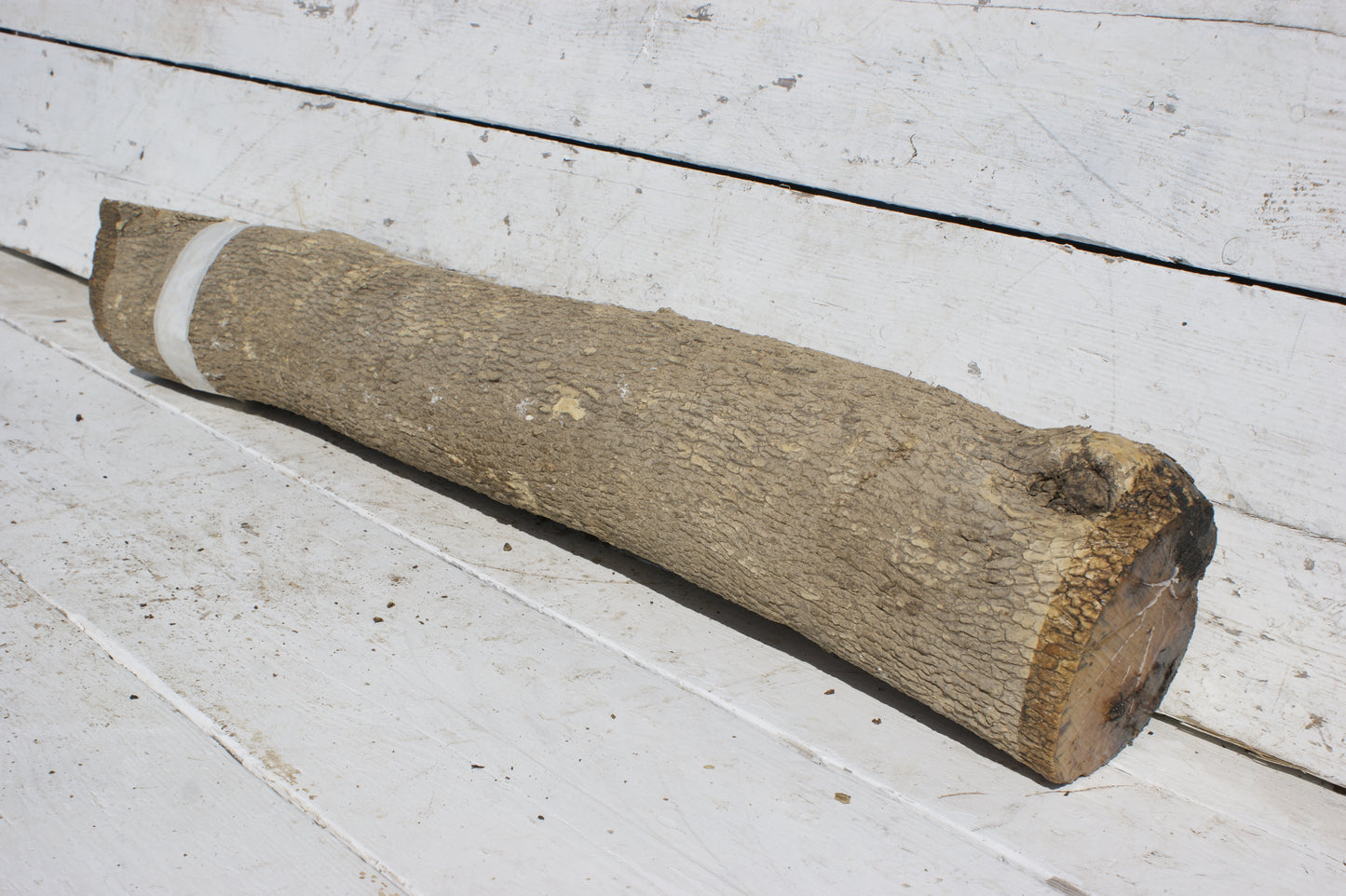 English box wood   (535)