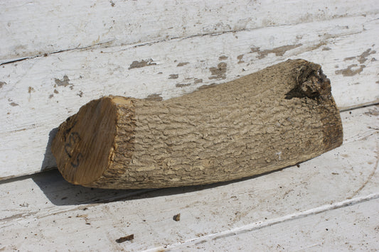 English box wood   (537)