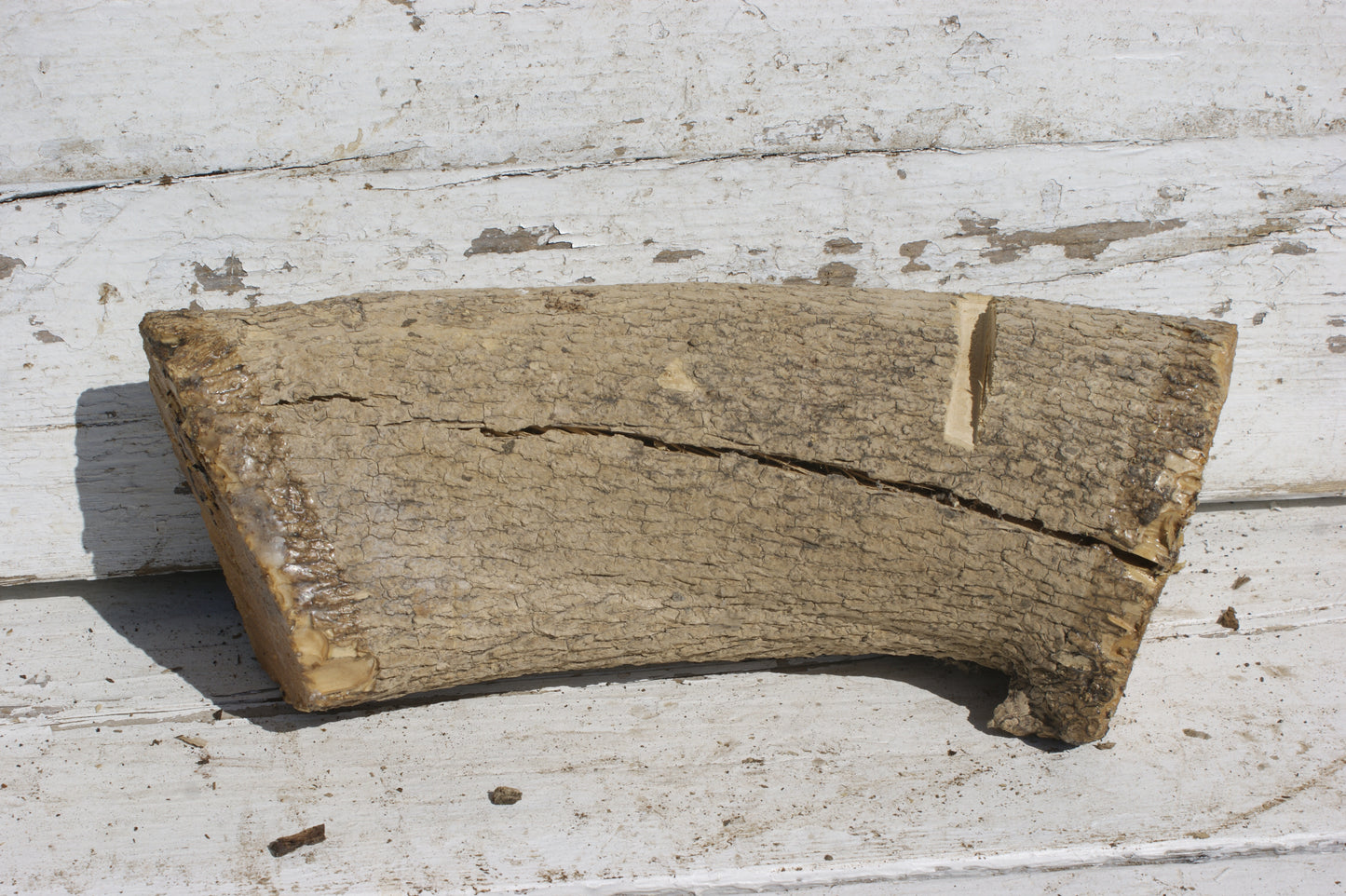 English box wood   (537)