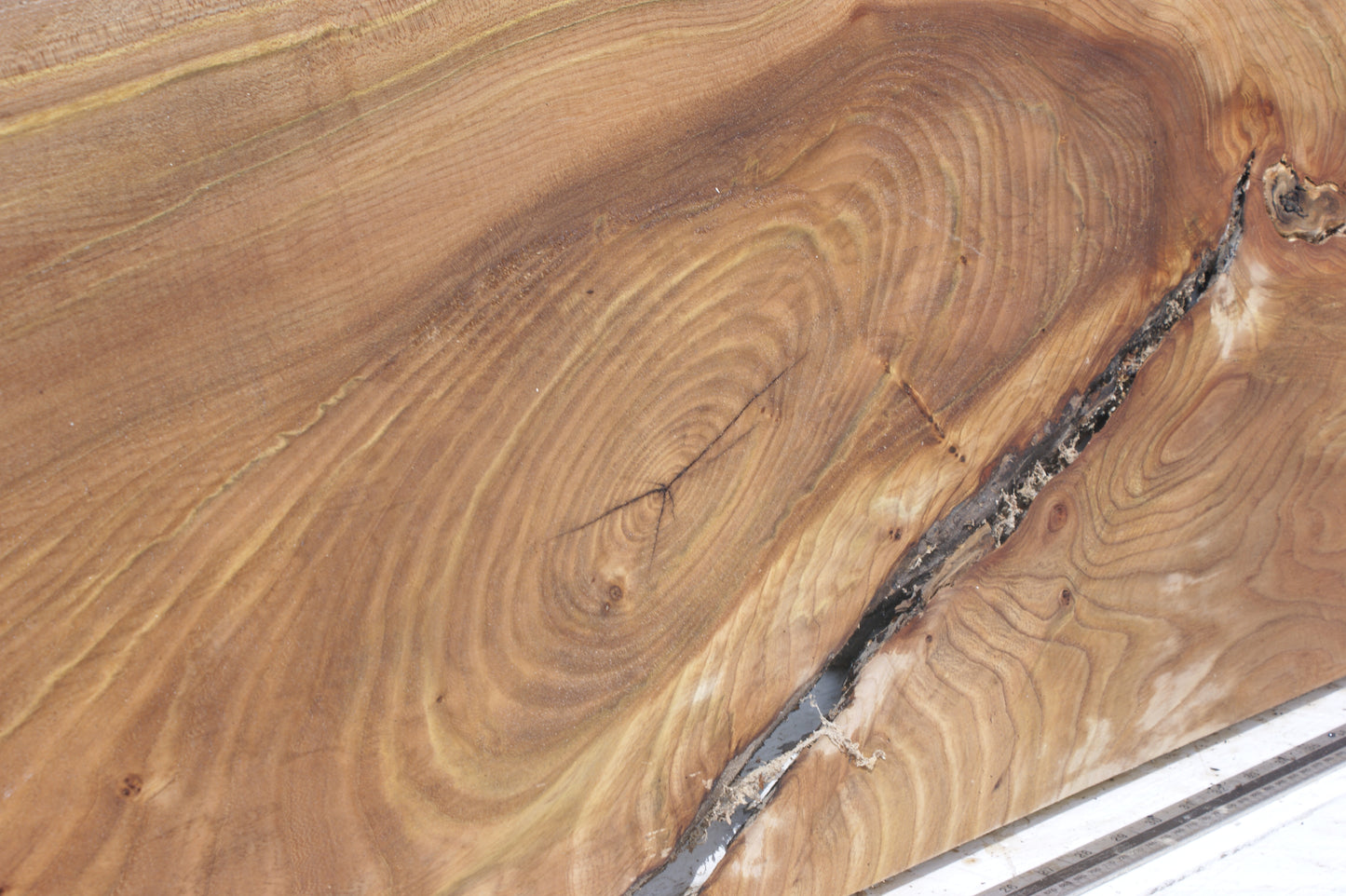 Pippy elm, 1362 L x 507 x 353 W x 37 D mm    (553)