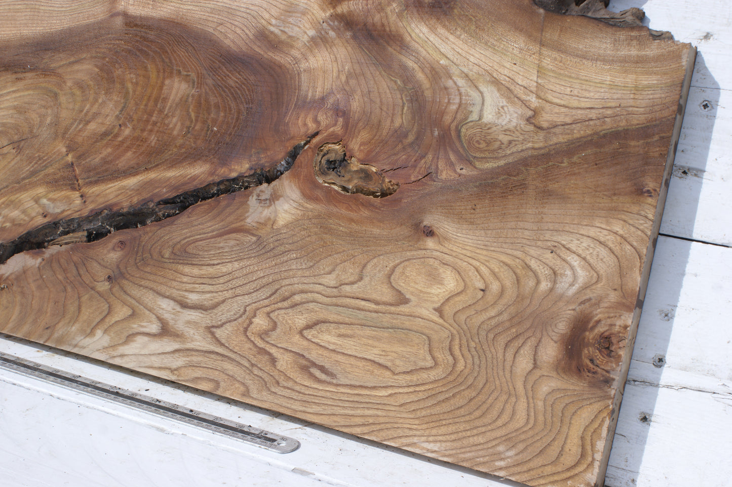 Pippy elm, 1362 L x 507 x 353 W x 37 D mm    (553)