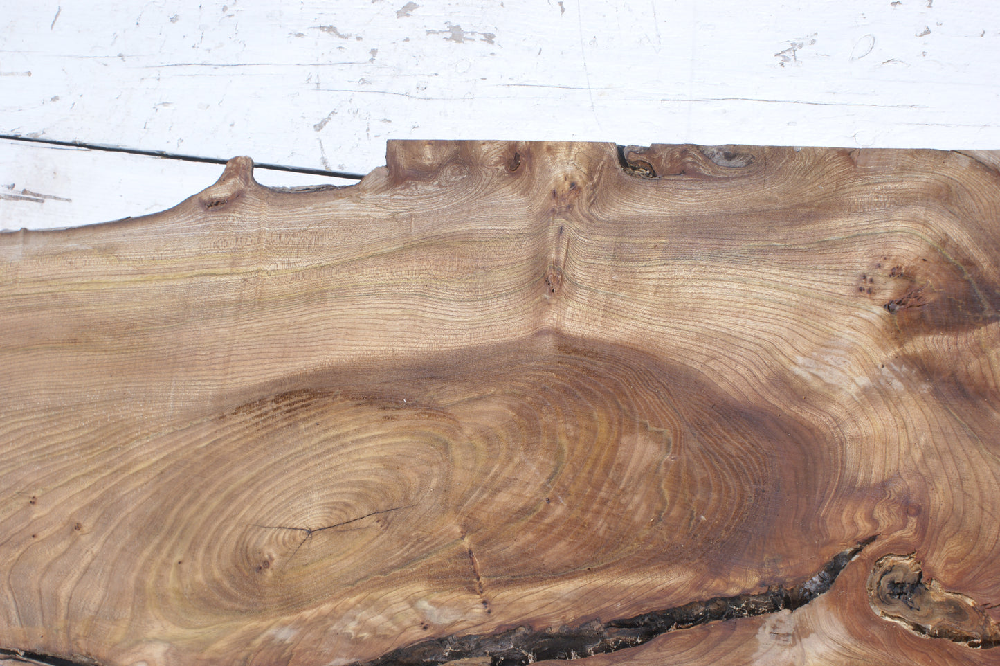 Pippy elm, 1362 L x 507 x 353 W x 37 D mm    (553)