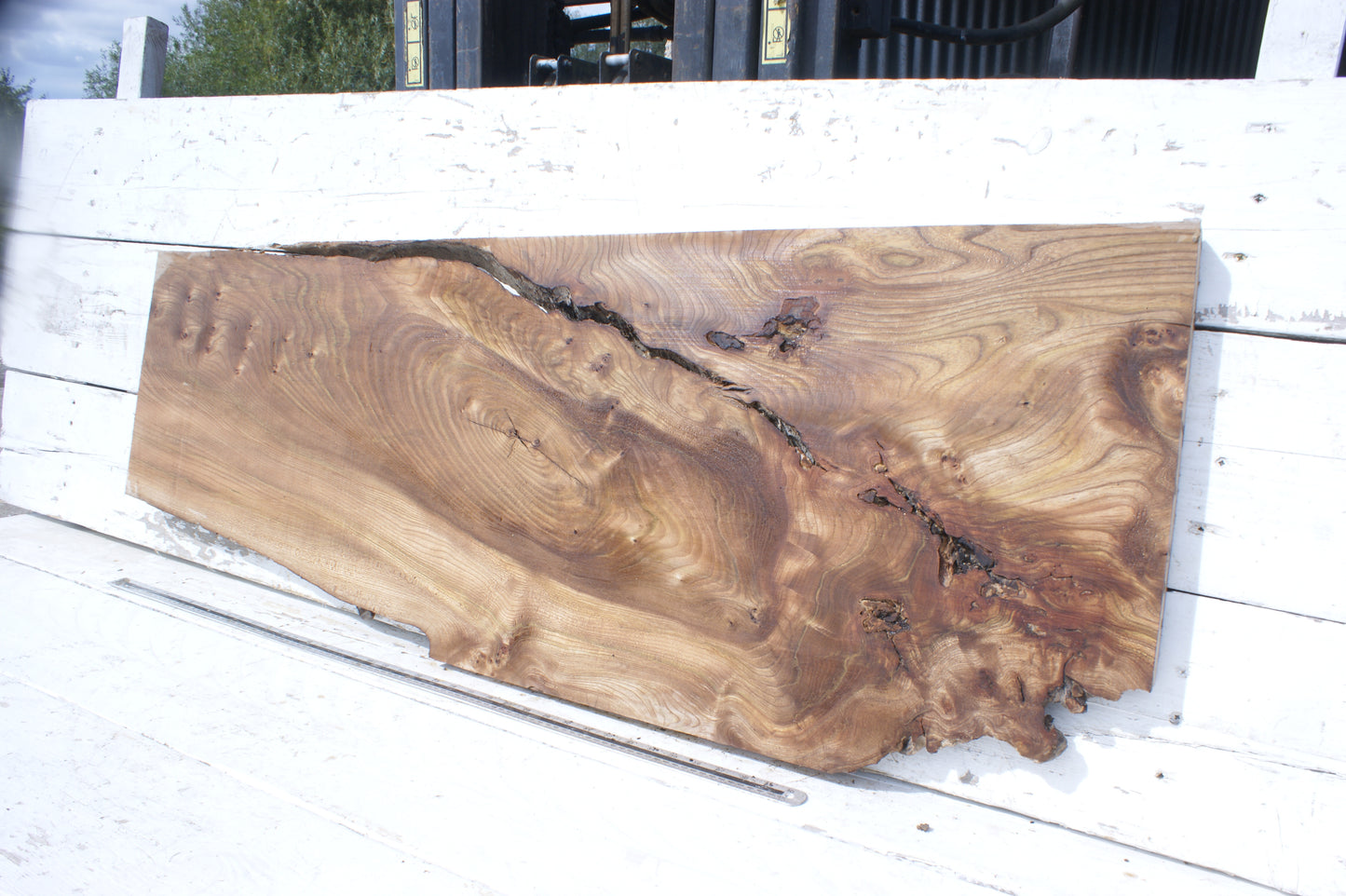 Pippy elm, 1362 L x 507 x 353 W x 37 D mm    (553)