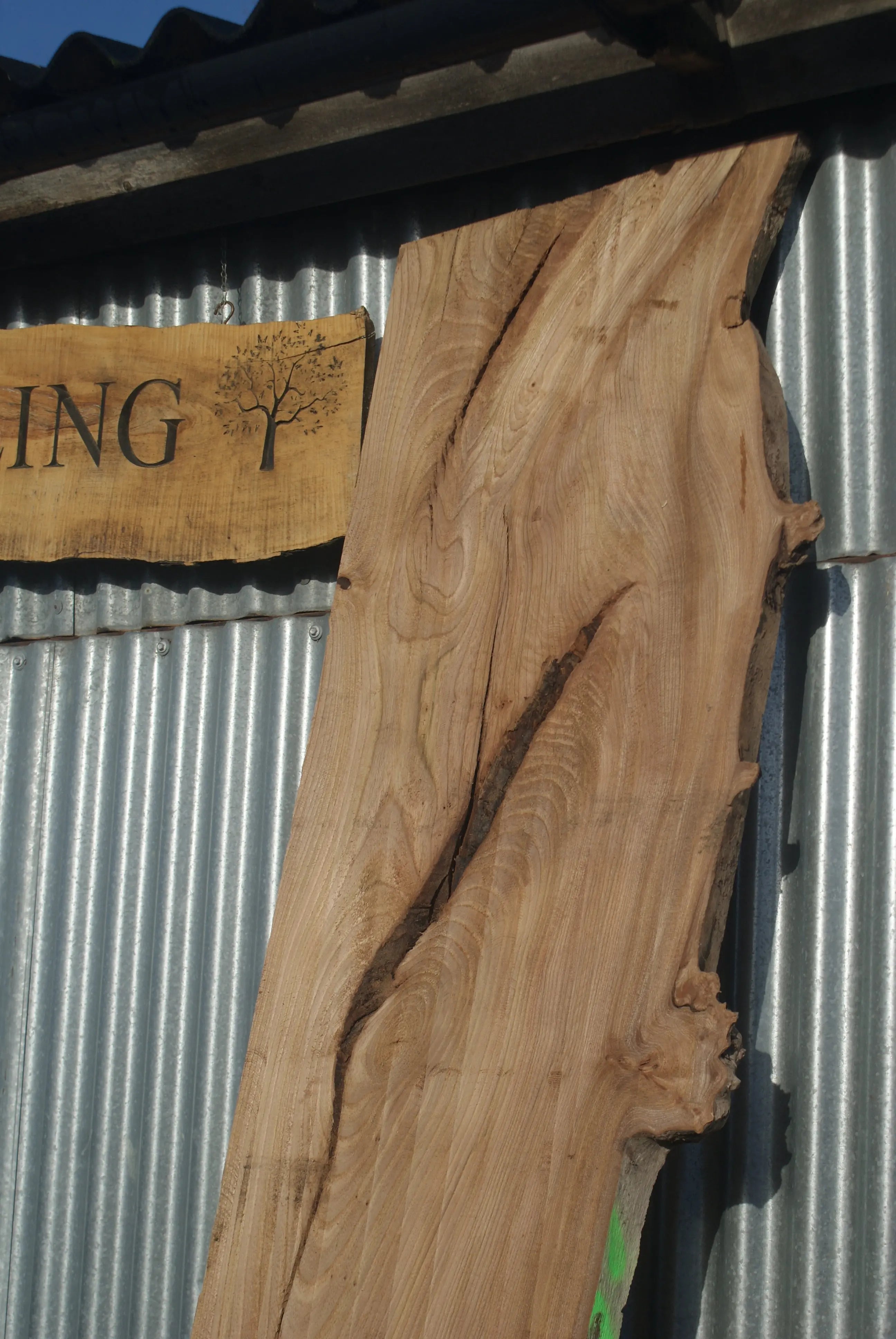Large Elm Slab Kiln Dried 2780 L x 550 - 415 W x 38 D mm   (270) elm