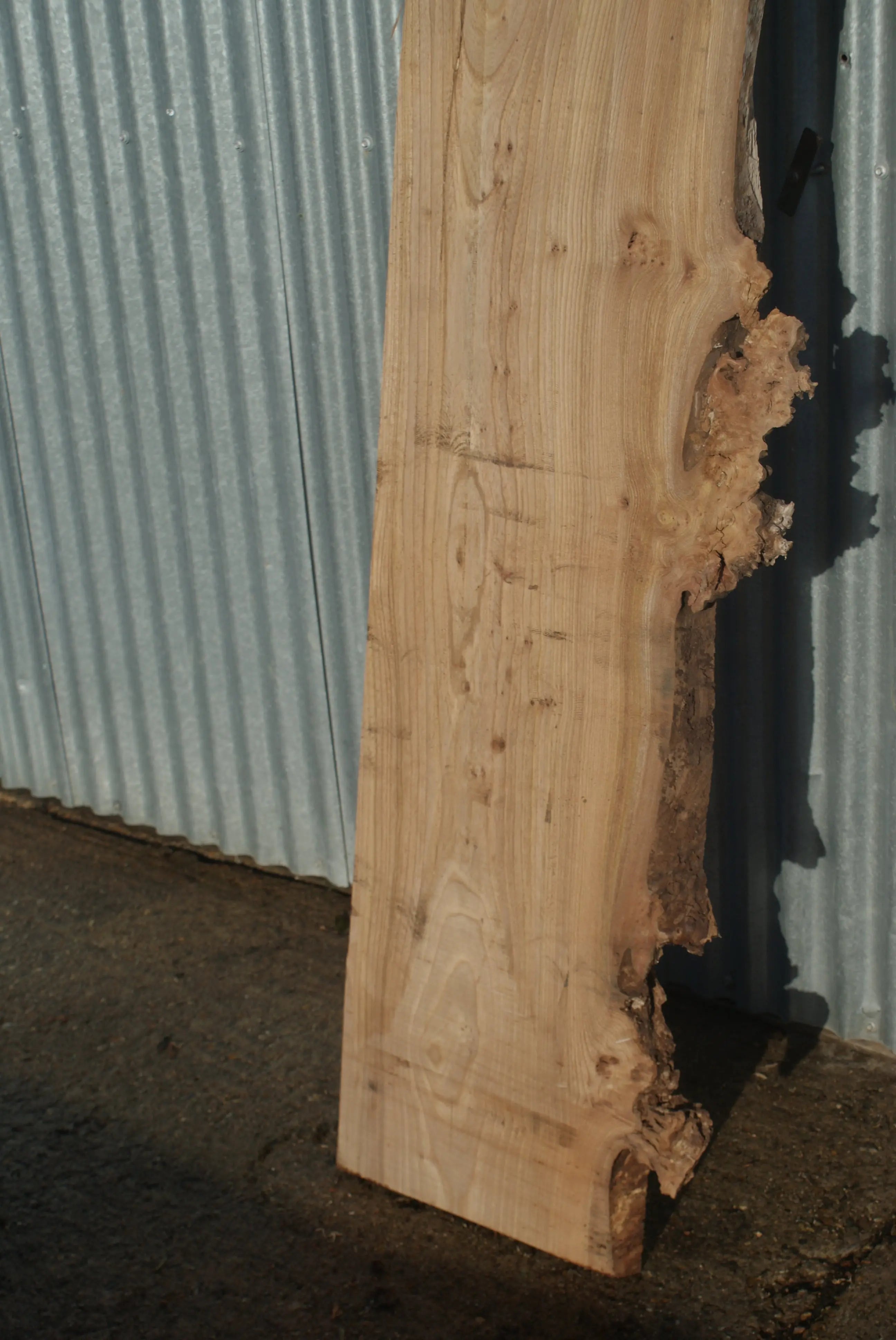 Large Elm Slab Kiln Dried 2780 L x 550 - 415 W x 38 D mm   (270) elm