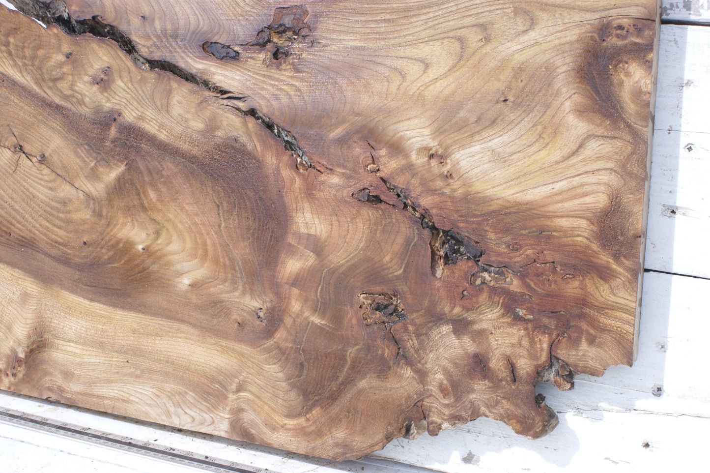 Pippy elm, 1362 L x 507 x 353 W x 37 D mm    (553)