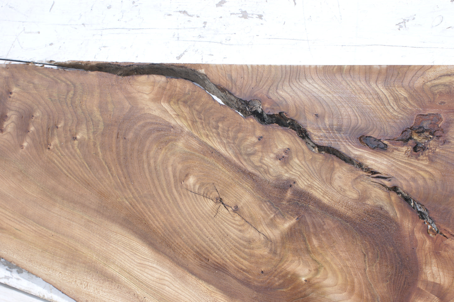 Pippy elm, 1362 L x 507 x 353 W x 37 D mm    (553)