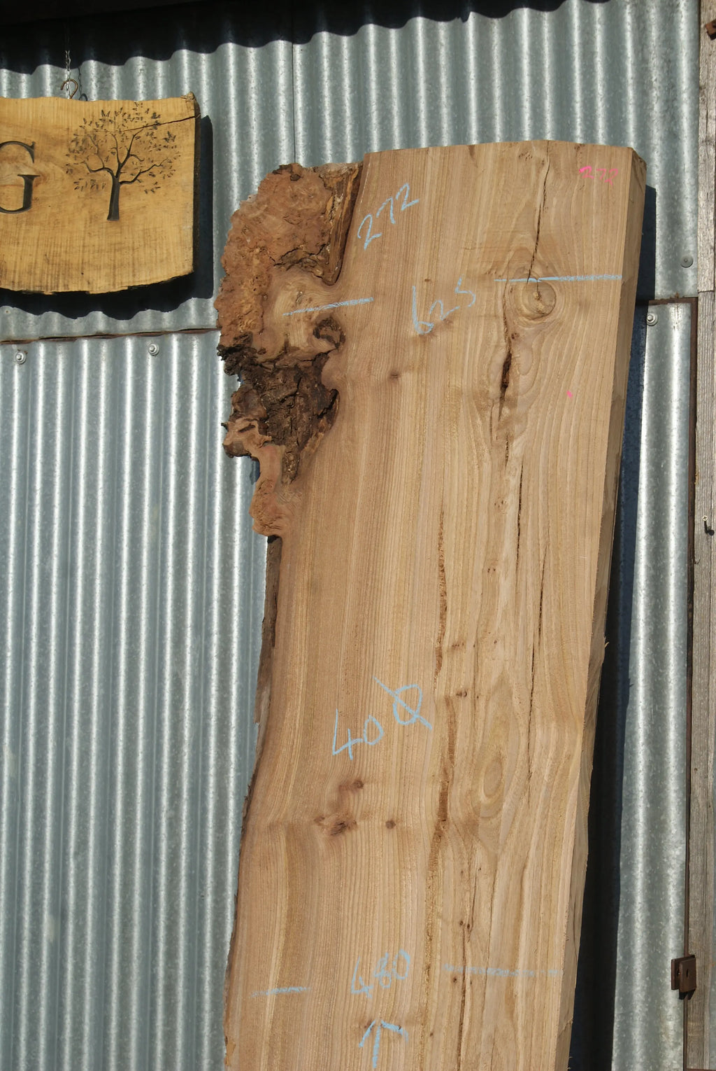 Large Elm Slab Kiln Dried 2575 L x 630 - 450 W x 40 D mm   (272) elm