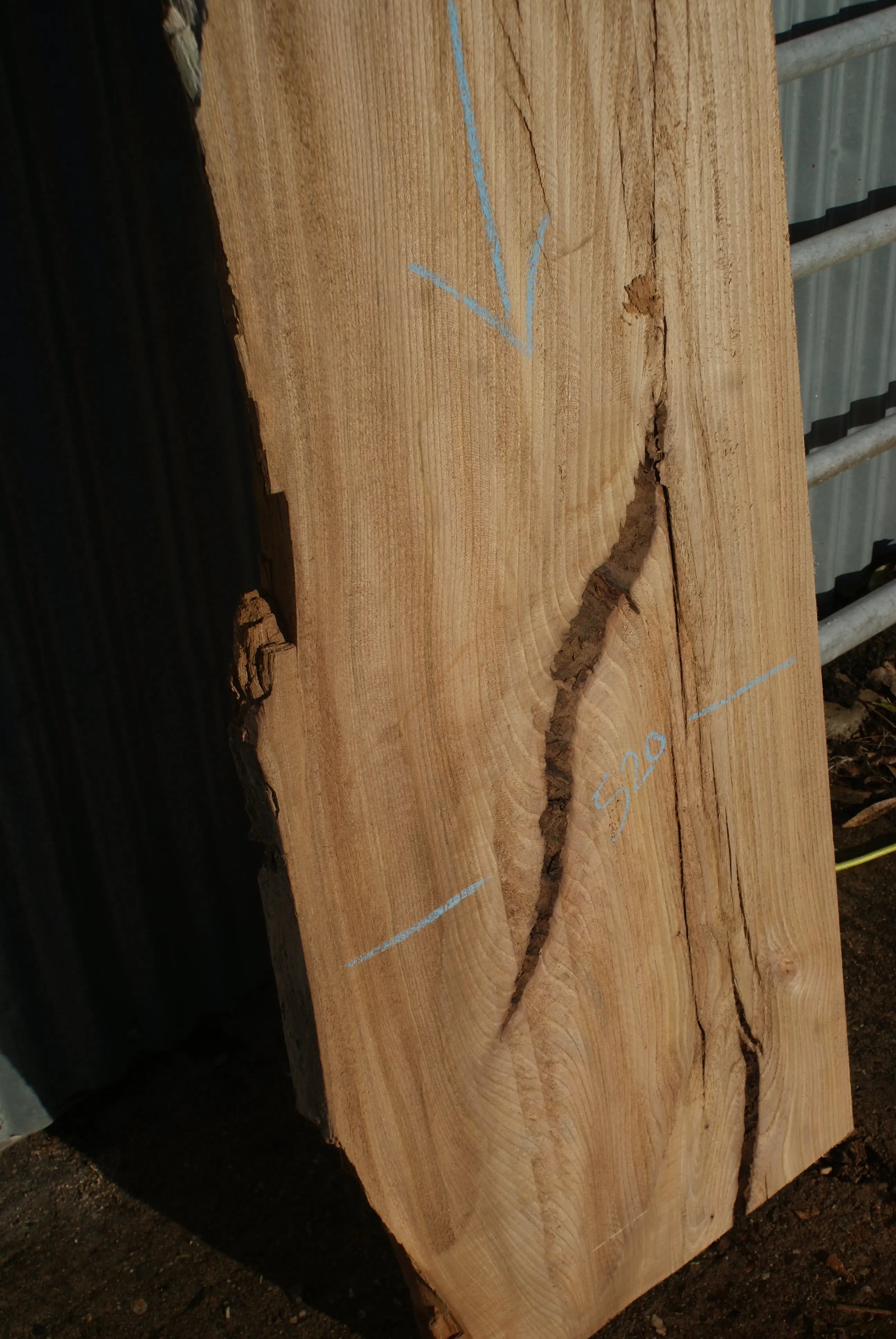 Large Elm Slab Kiln Dried 2575 L x 630 - 450 W x 40 D mm   (272) elm