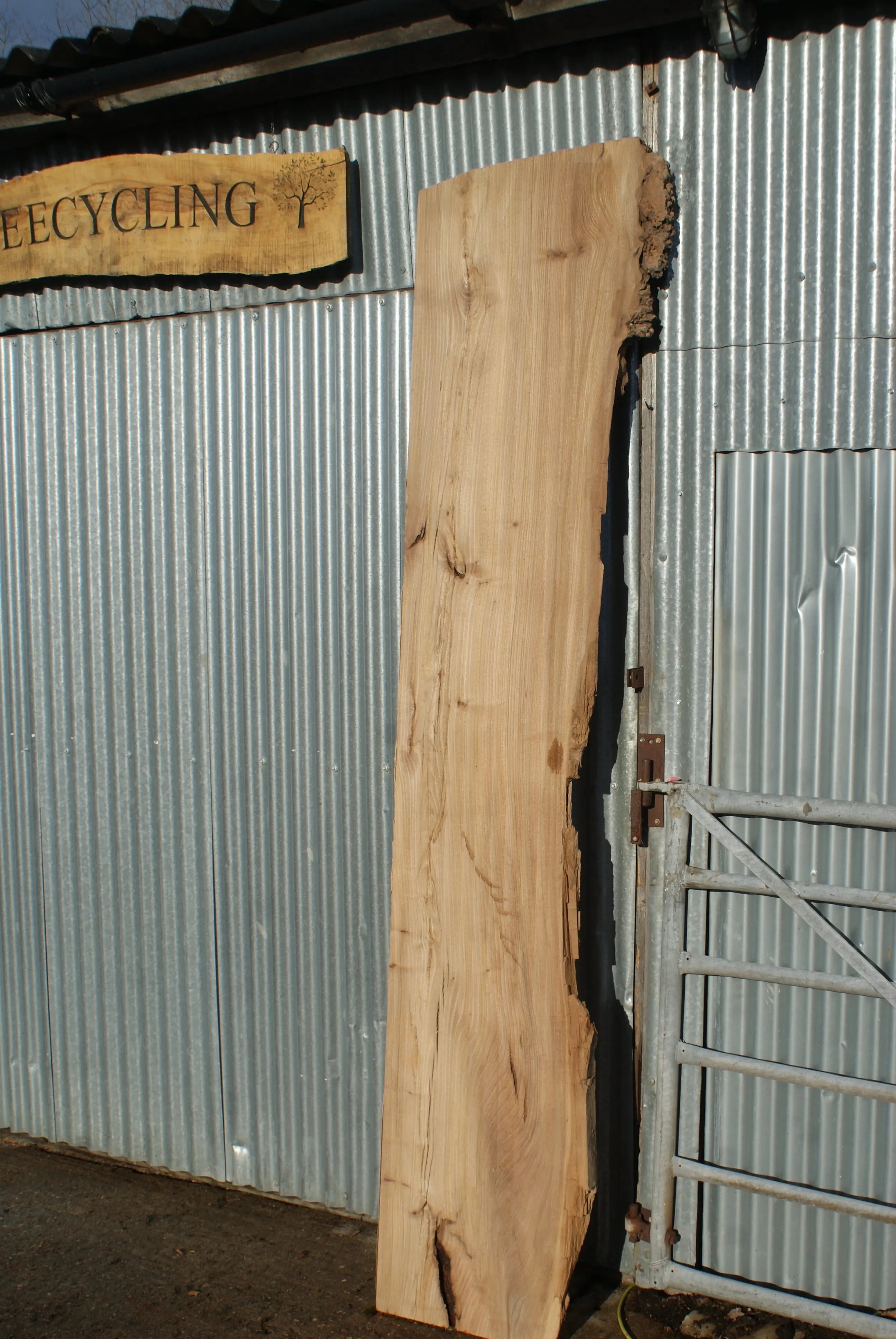 Large Elm Slab Kiln Dried 2575 L x 630 - 450 W x 40 D mm   (272) elm