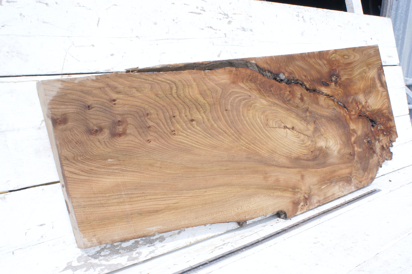 Pippy elm, 1362 L x 507 x 353 W x 37 D mm    (553)