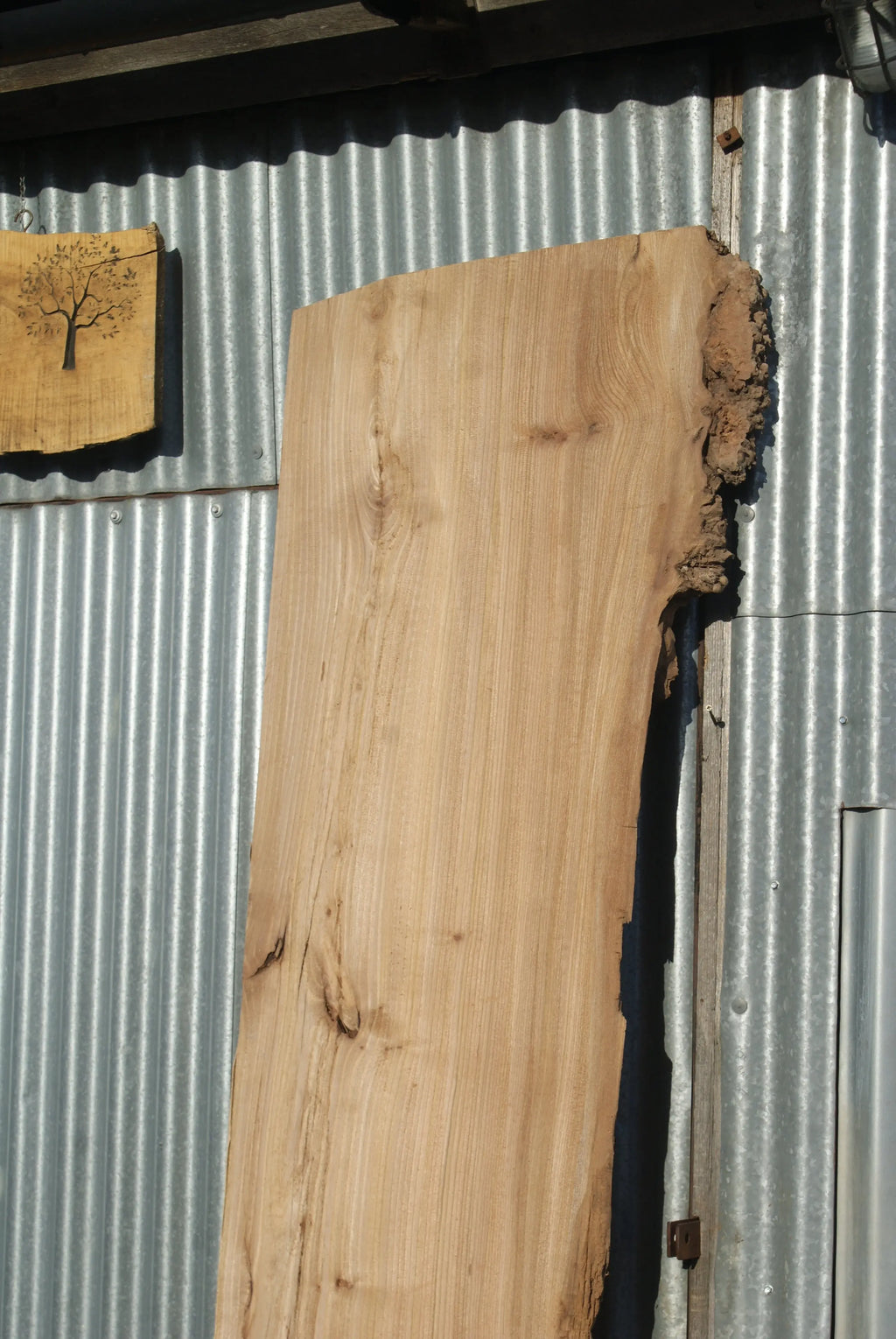 Large Elm Slab Kiln Dried 2575 L x 630 - 450 W x 40 D mm   (272) elm