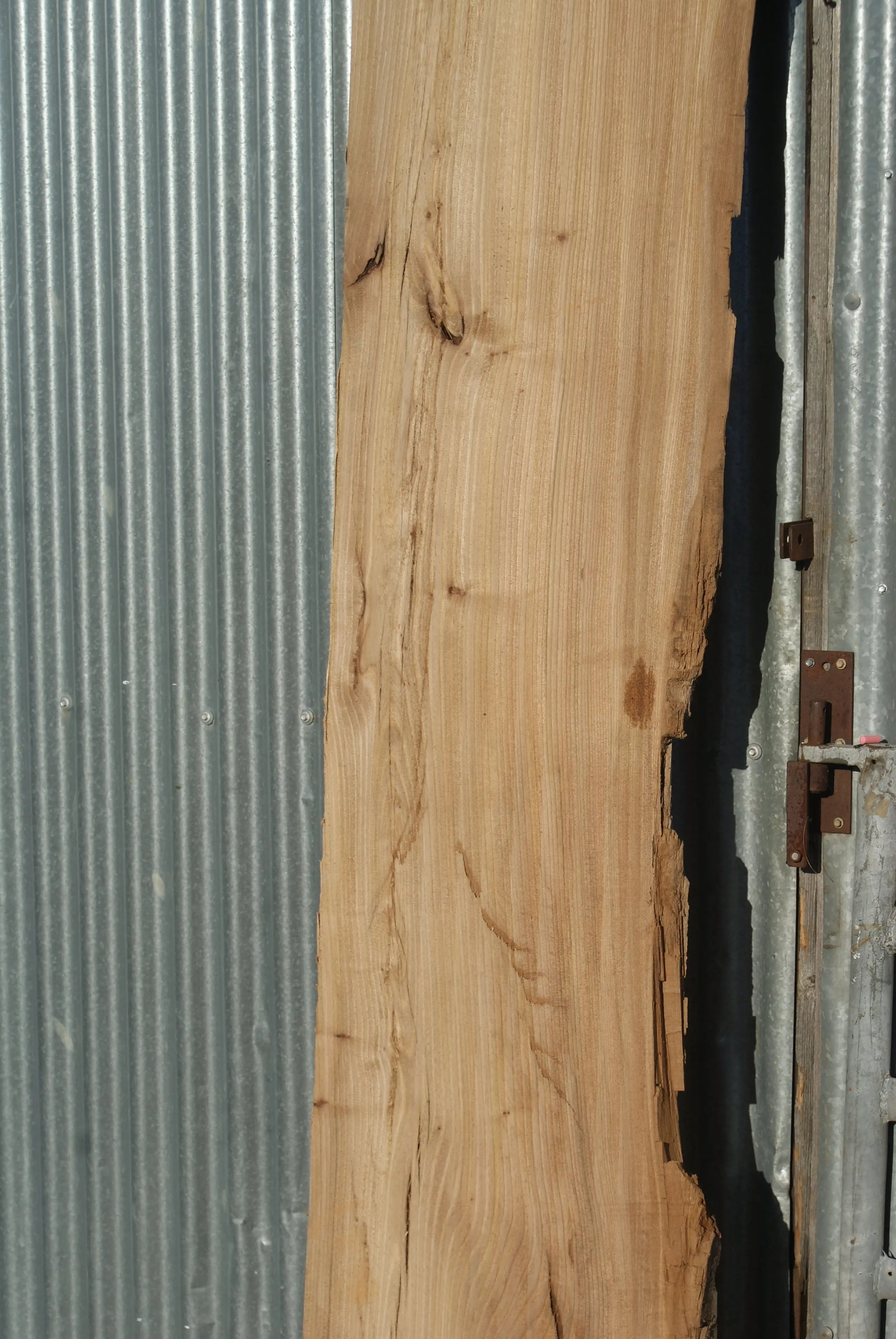 Large Elm Slab Kiln Dried 2575 L x 630 - 450 W x 40 D mm   (272) elm