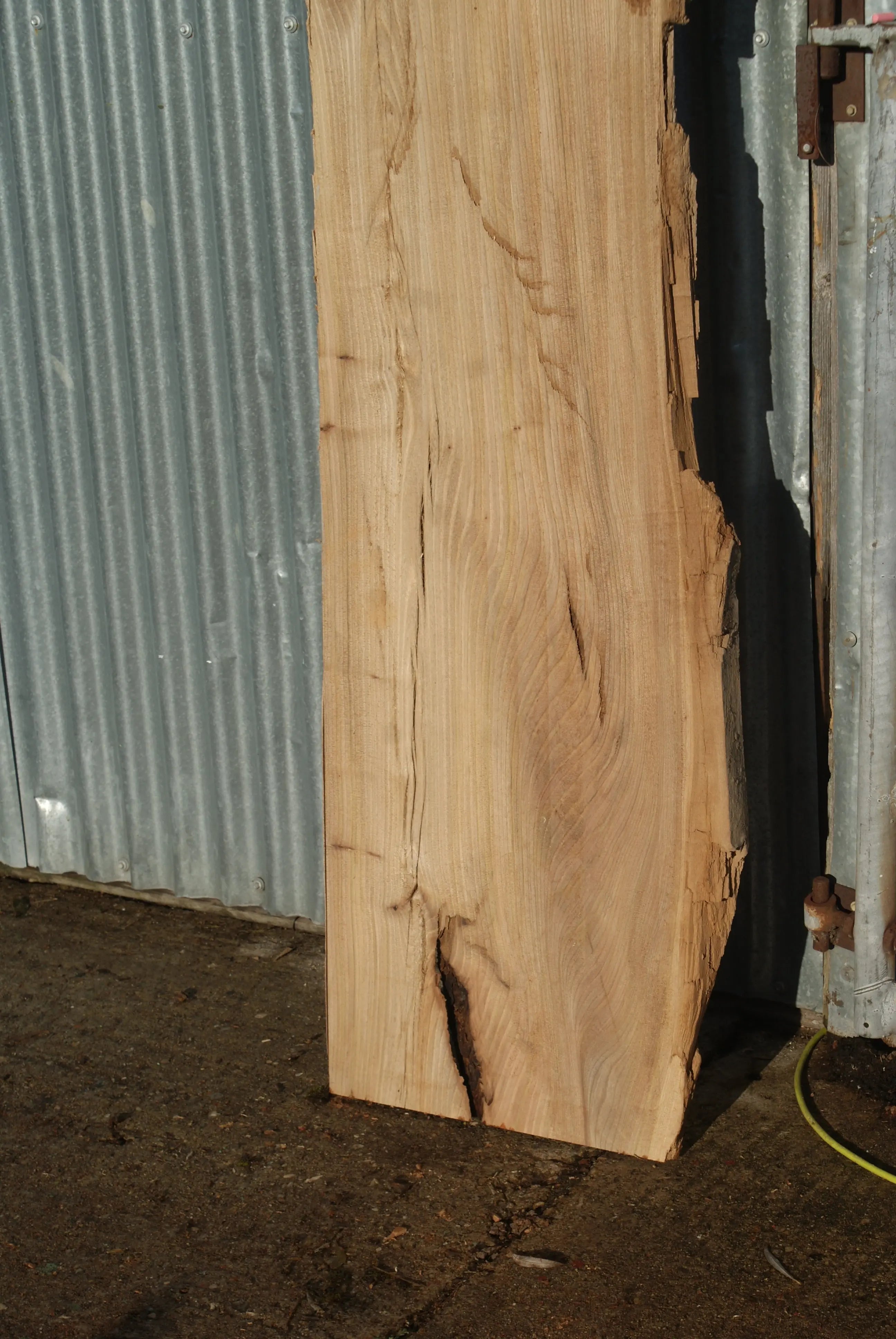 Large Elm Slab Kiln Dried 2575 L x 630 - 450 W x 40 D mm   (272) elm