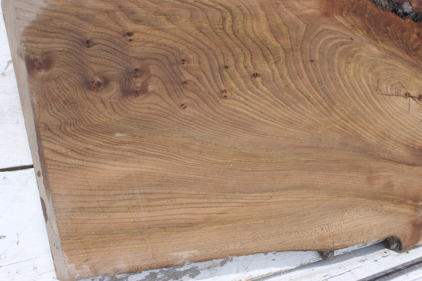 Pippy elm, 1362 L x 507 x 353 W x 37 D mm    (553)
