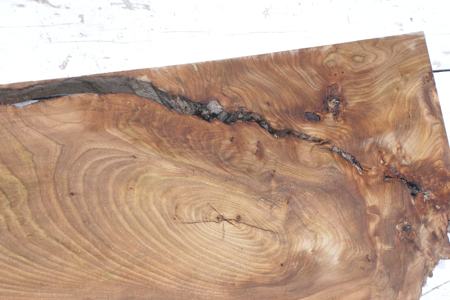 Pippy elm, 1362 L x 507 x 353 W x 37 D mm    (553)