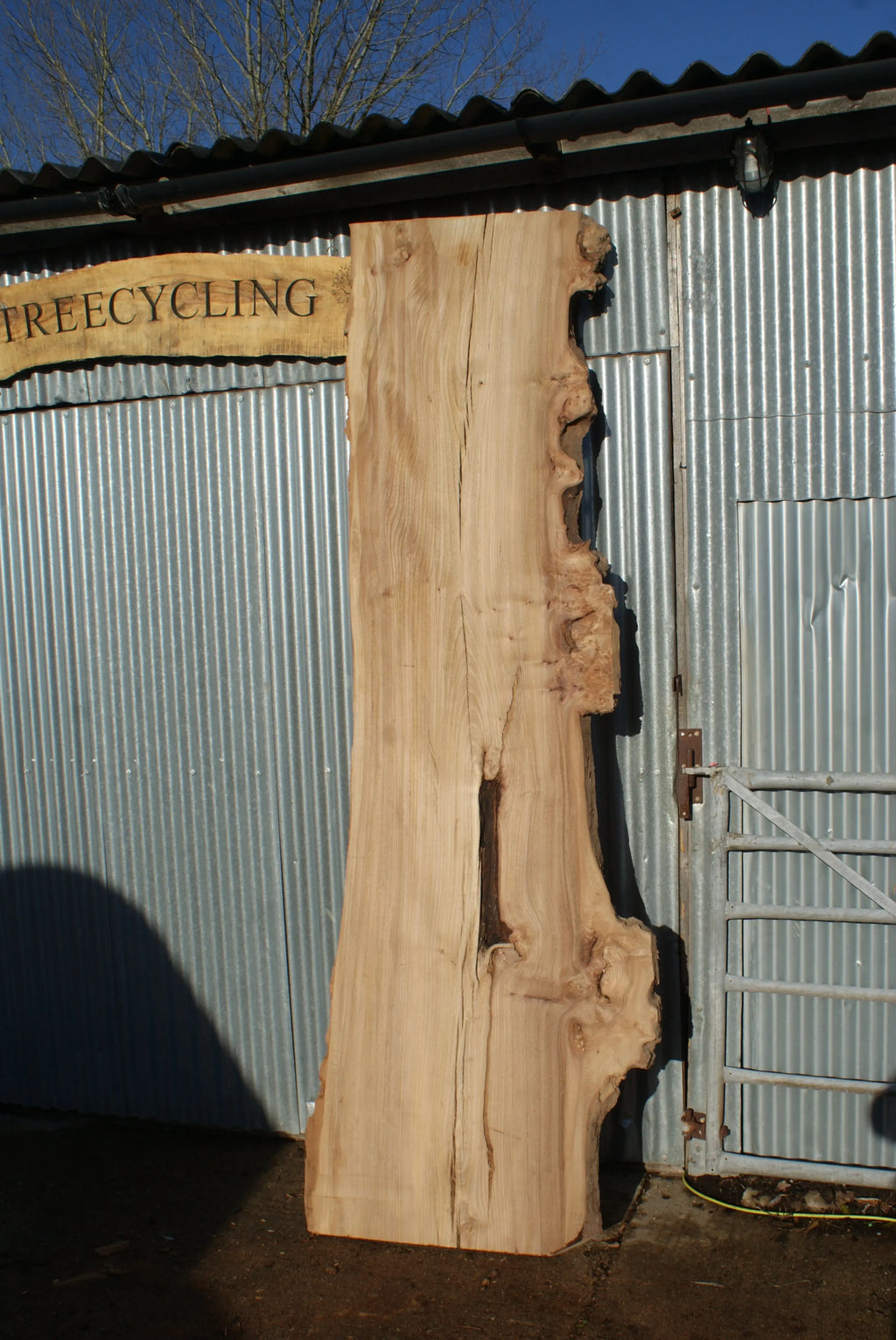 Large Elm Slab Kiln Dried 2755 L x 905 - 604 W x 40 D mm   (274) elm