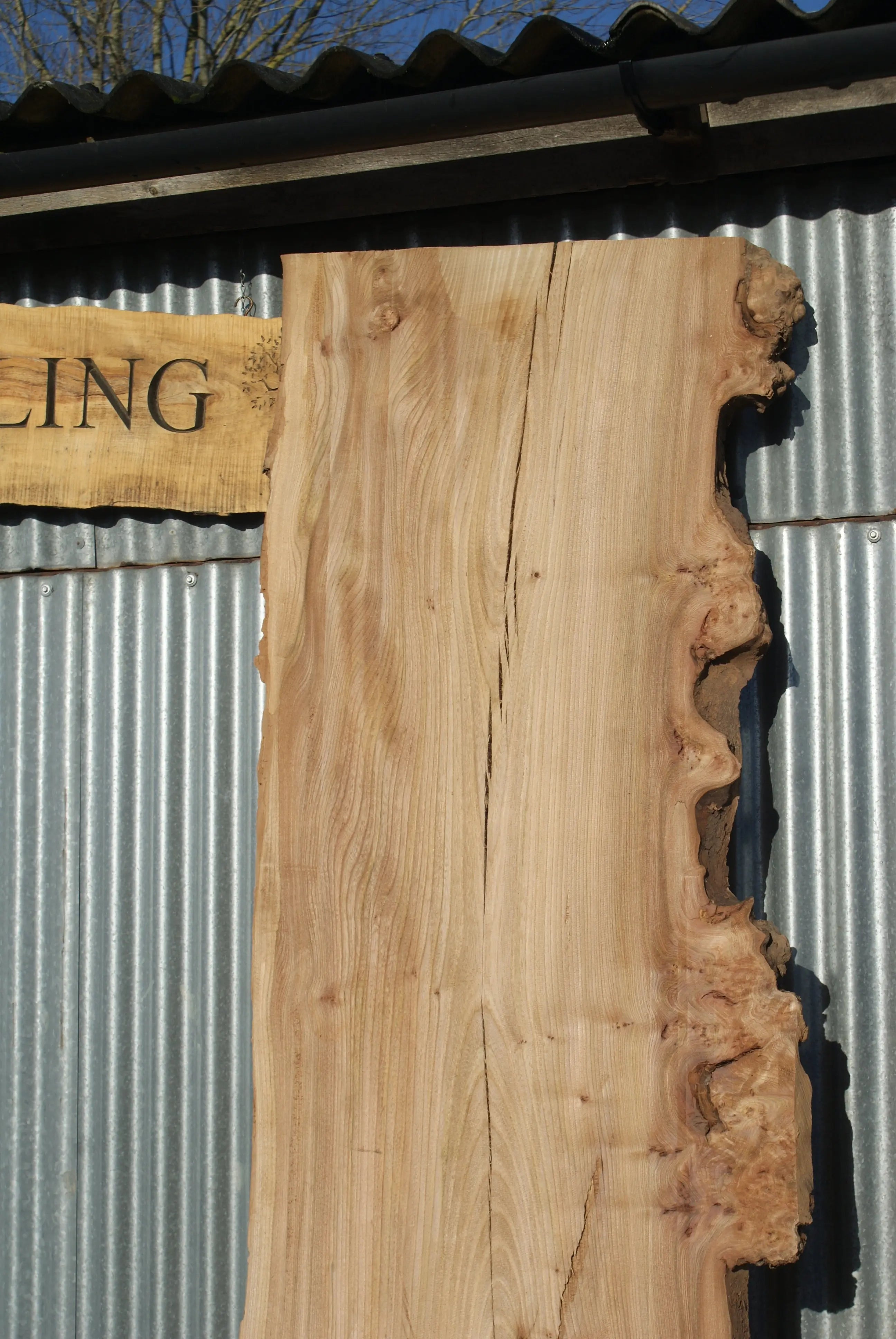 Large Elm Slab Kiln Dried 2755 L x 905 - 604 W x 40 D mm   (274) elm