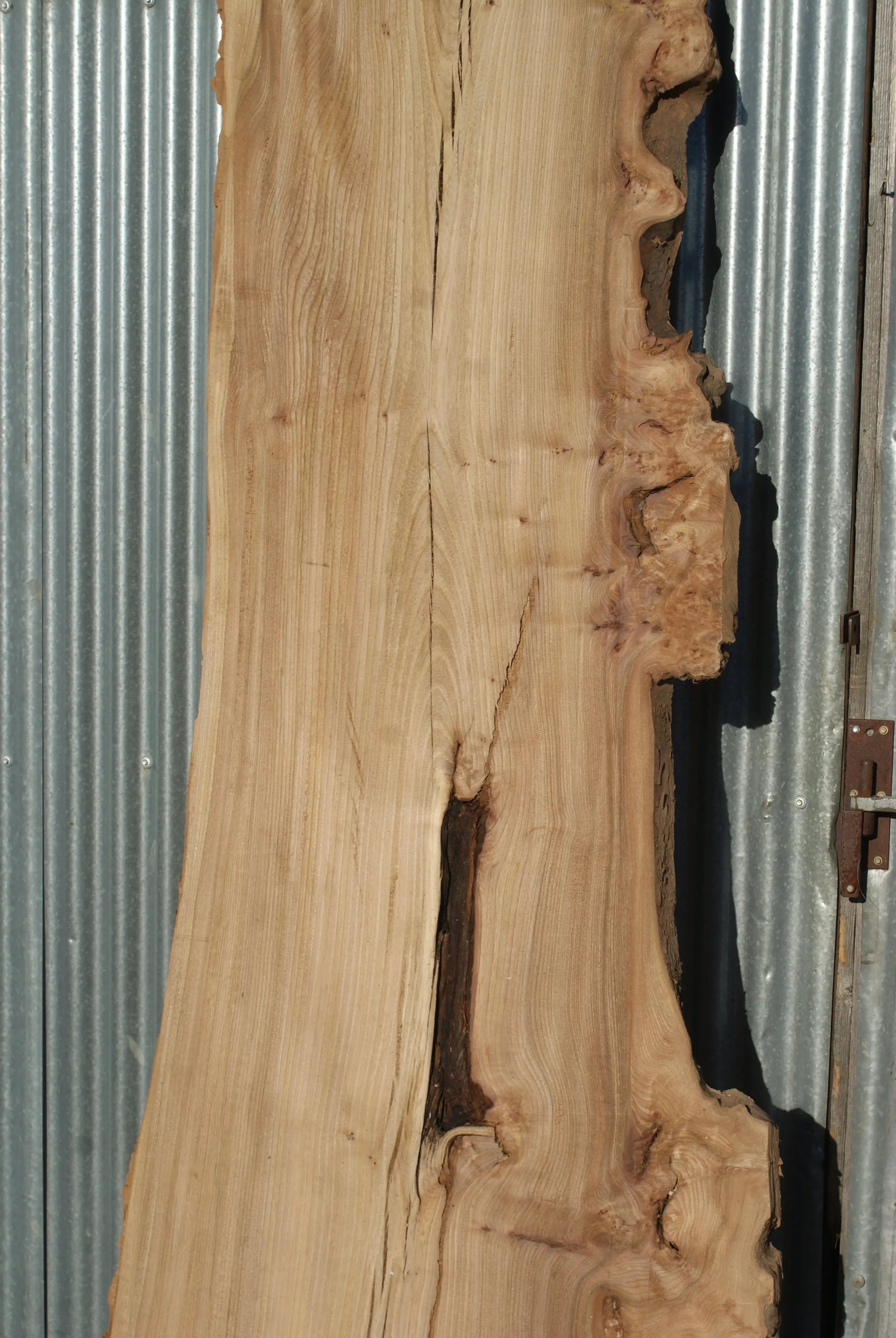 Large Elm Slab Kiln Dried 2755 L x 905 - 604 W x 40 D mm   (274) elm