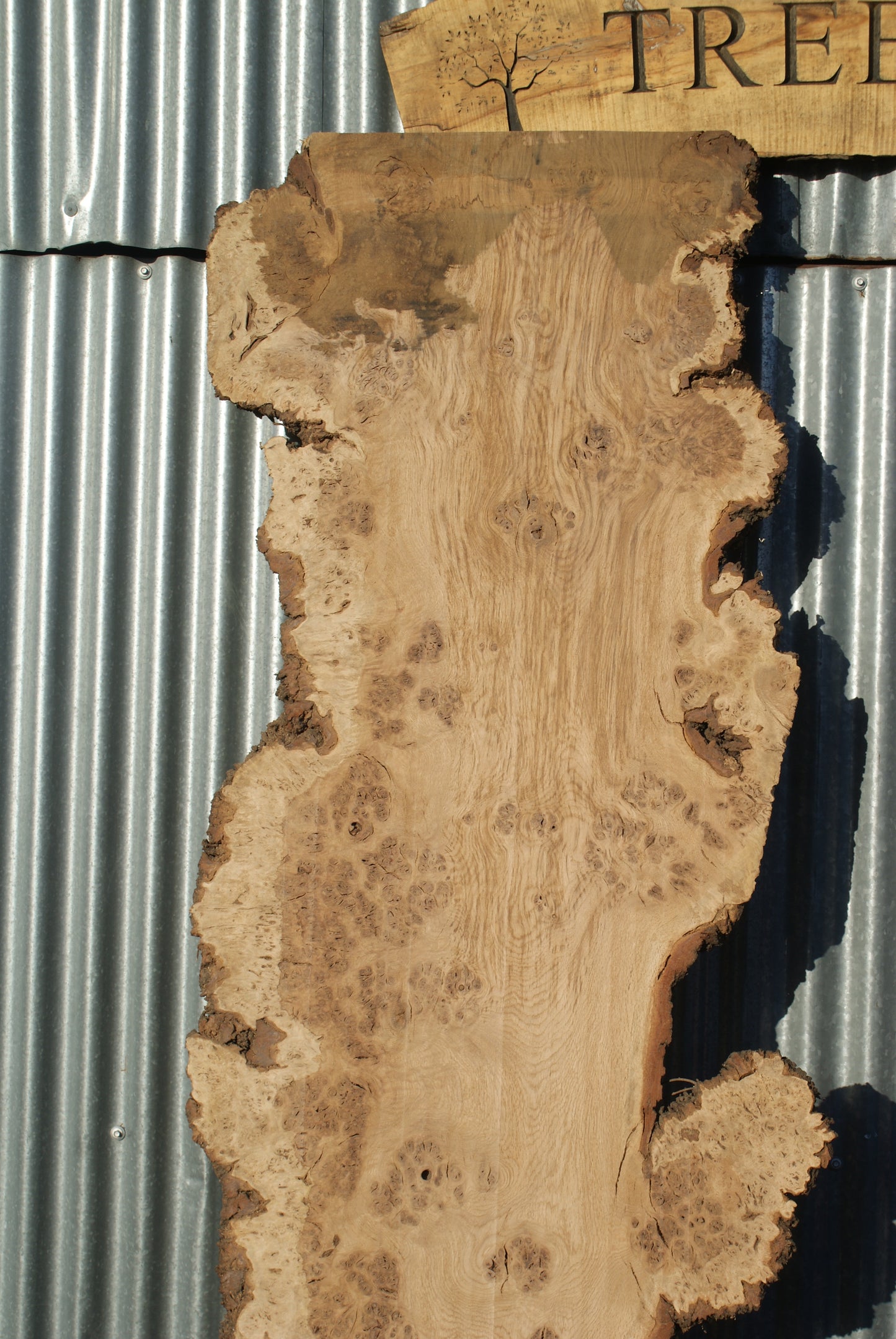 Burr Brown Oak Single Slab Kiln Dried 2485 L x 630 x 200 W 50 D (282)