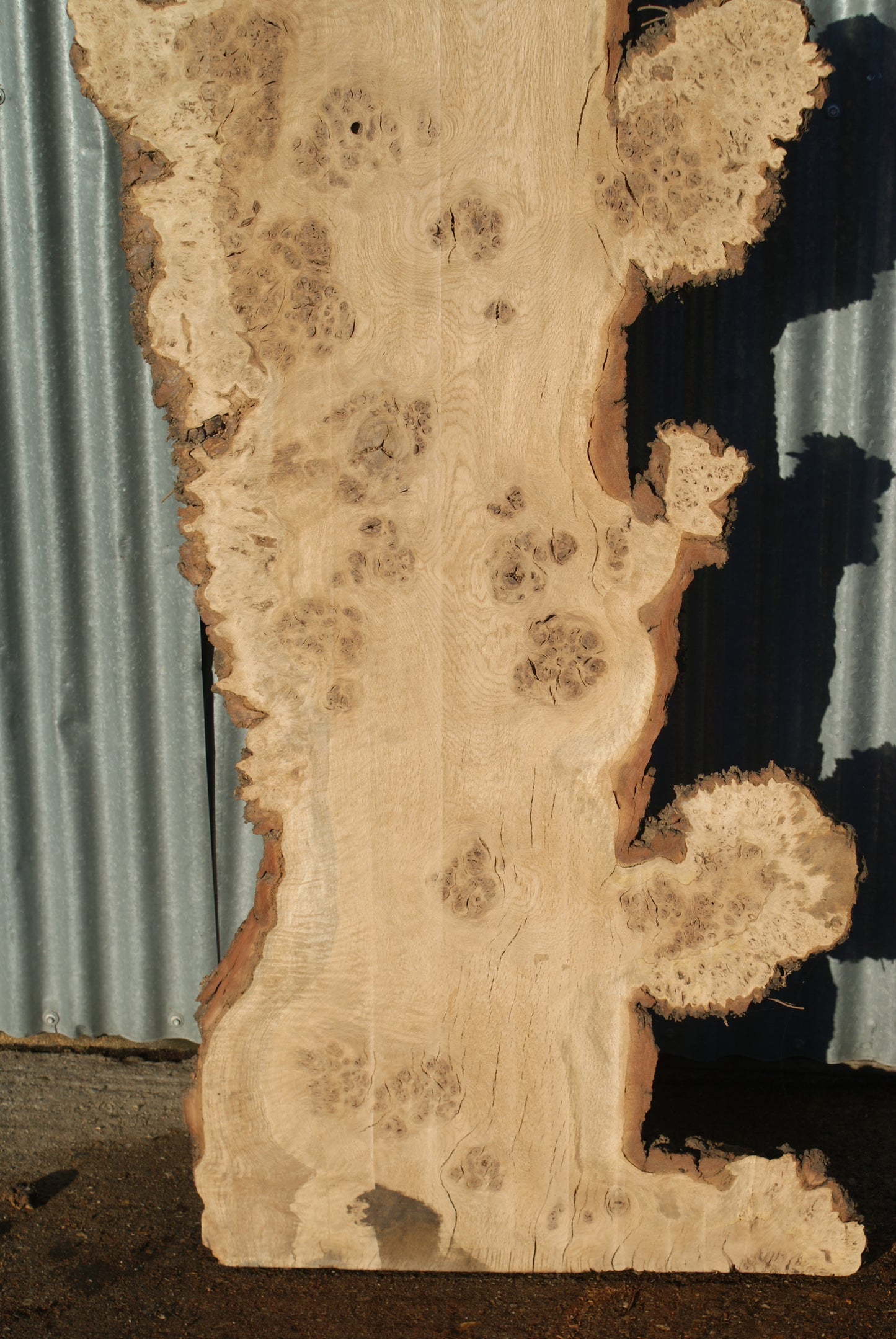 Burr Brown Oak Single Slab Kiln Dried 2485 L x 630 x 200 W 50 D (282)