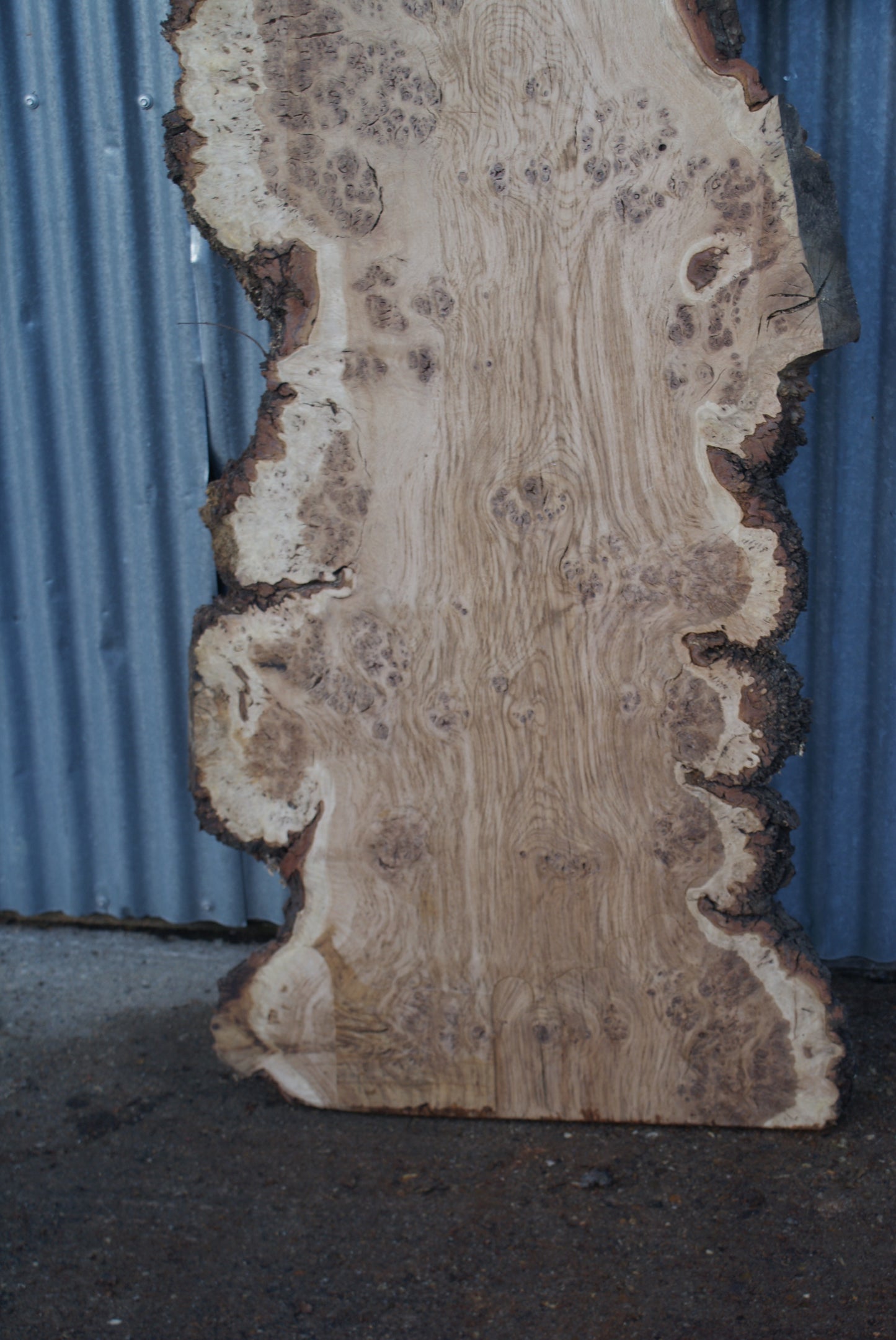 Burr Brown Oak Single Slab Kiln Dried 2770 x 830 x 50 (284)