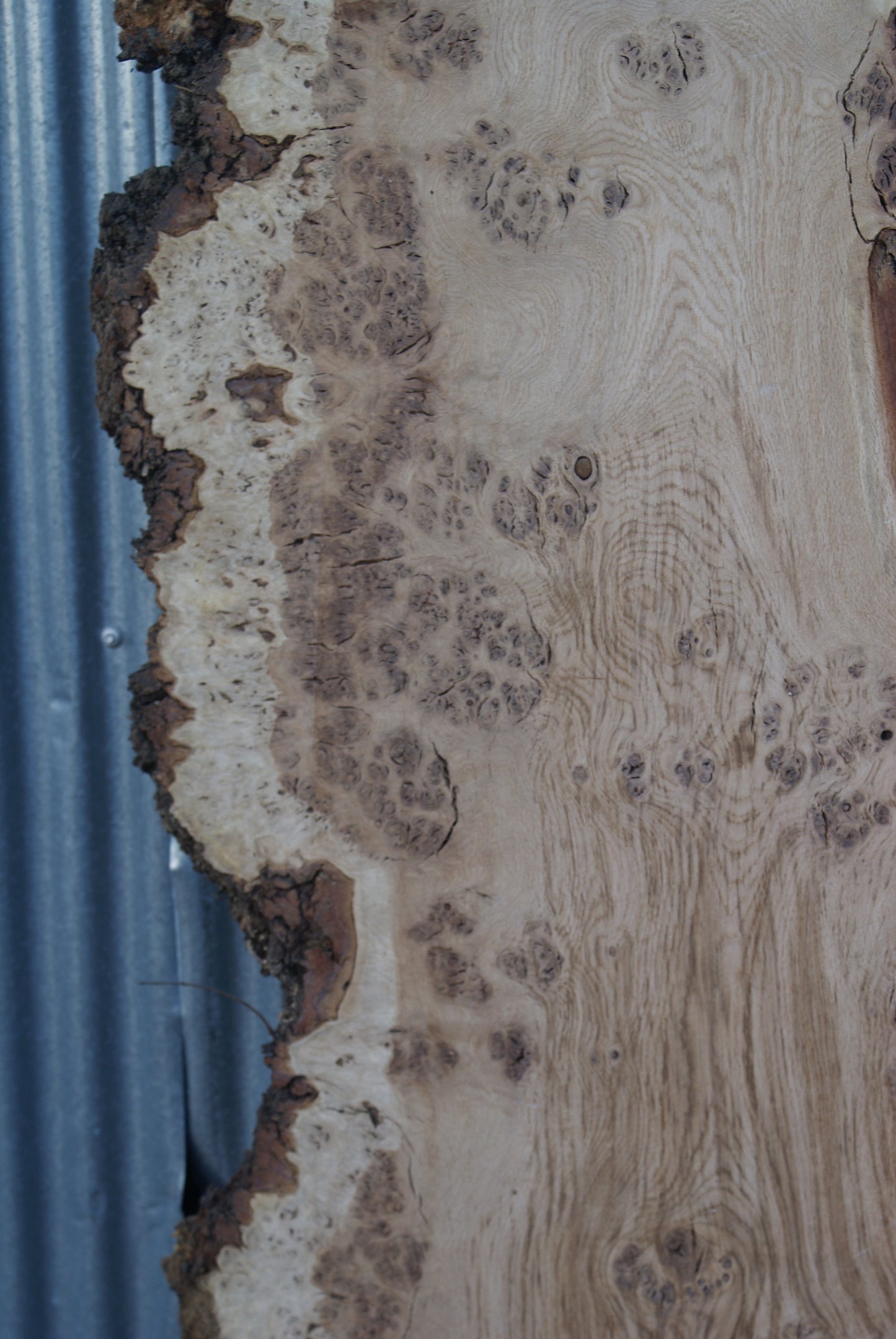 Burr Brown Oak Single Slab Kiln Dried 2770 x 830 x 50 (284)