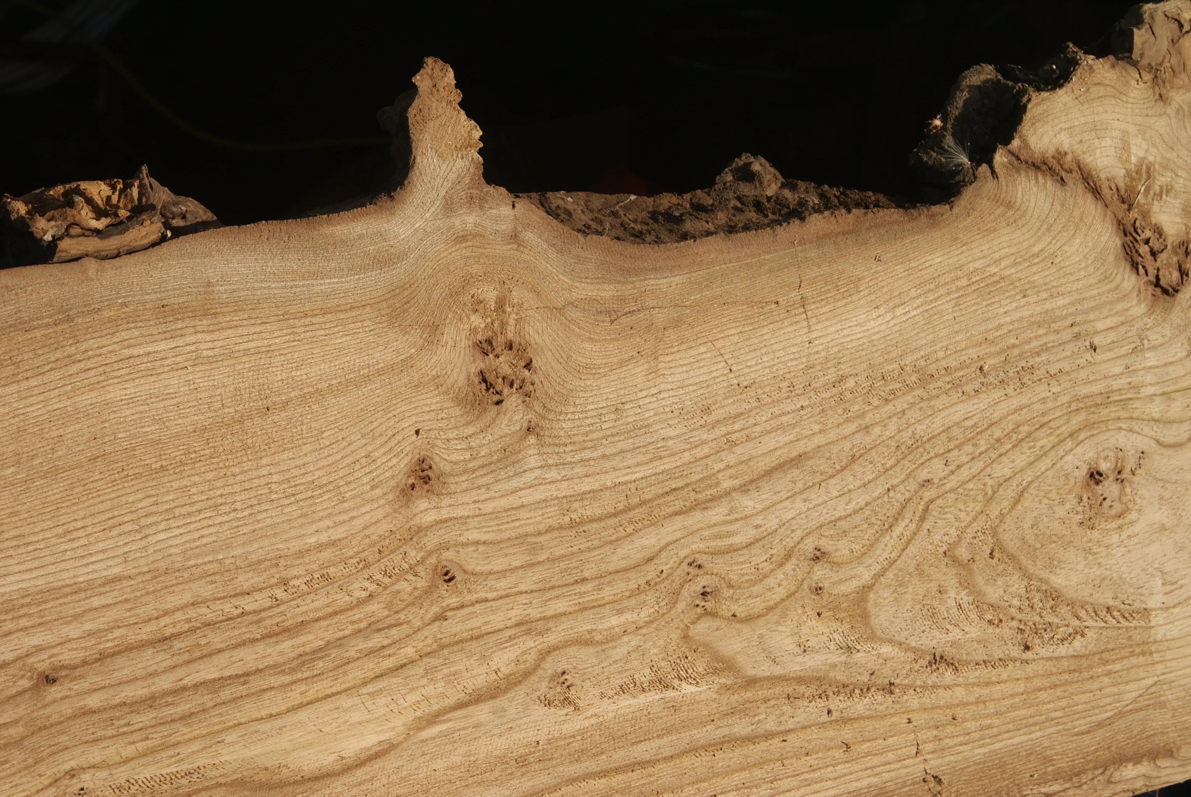 Elm Slab, Kiln Dried 2796 L x 650 - 378 W x 39 D mm   (288) elm