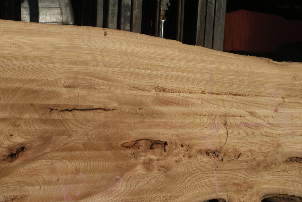 Burr Elm Slab, Kiln Dried 1600 L x 1000 - 545 W x 38 D mm   (291) elm