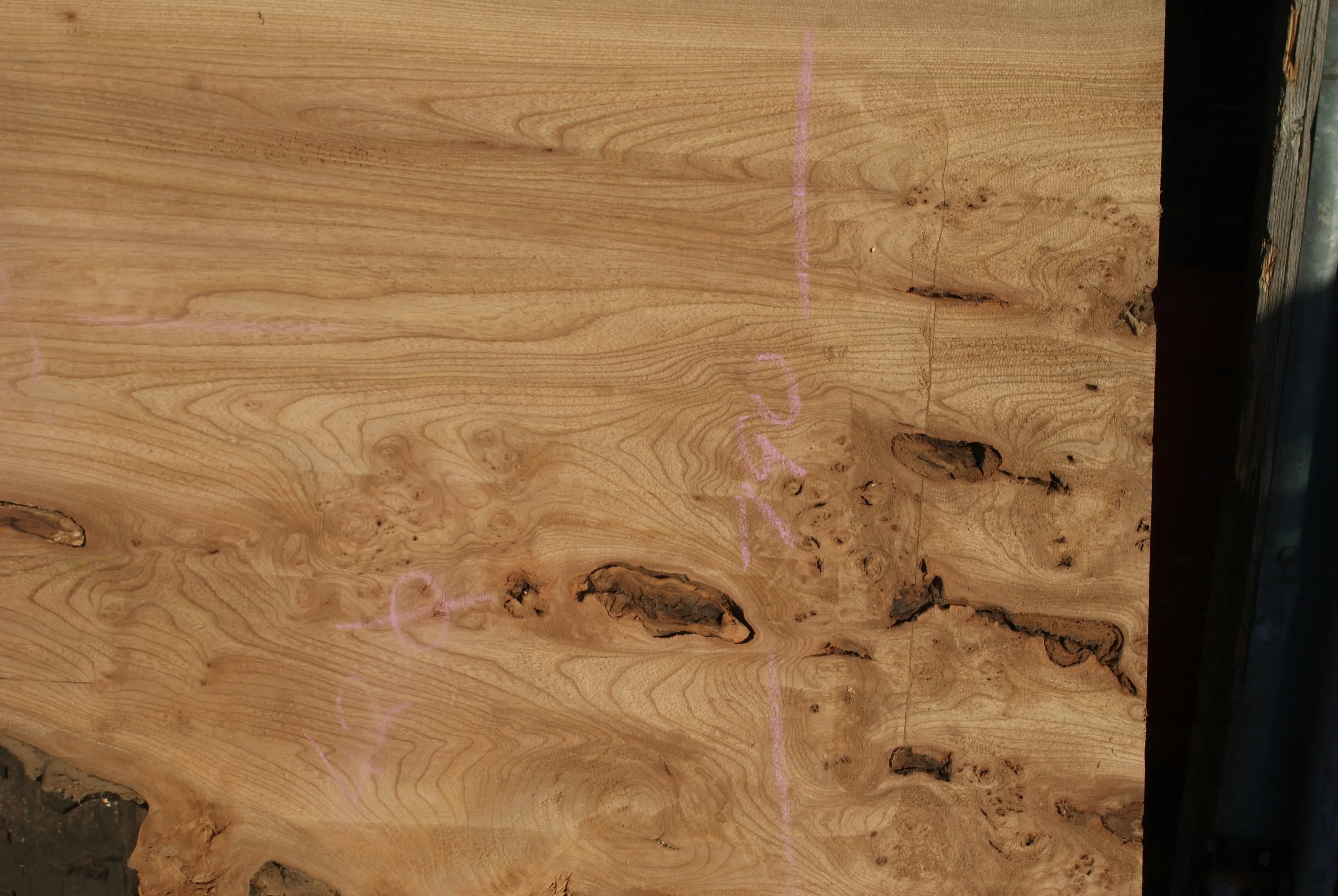 Burr Elm Slab, Kiln Dried 1600 L x 1000 - 545 W x 38 D mm   (291) elm