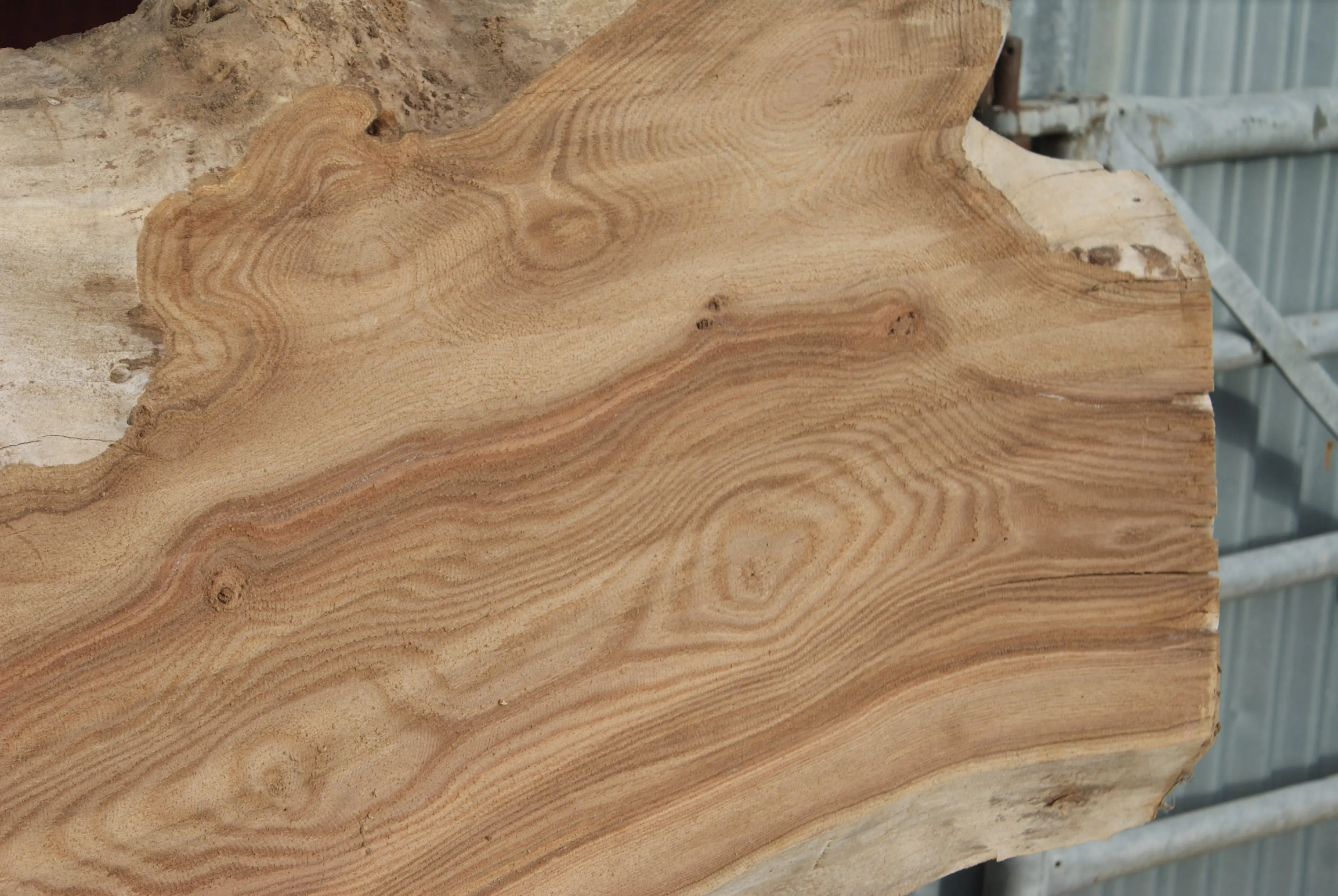 Elm Slab, Kiln Dried 2550 L x 560- 368 W x 47D mm   (294) elm