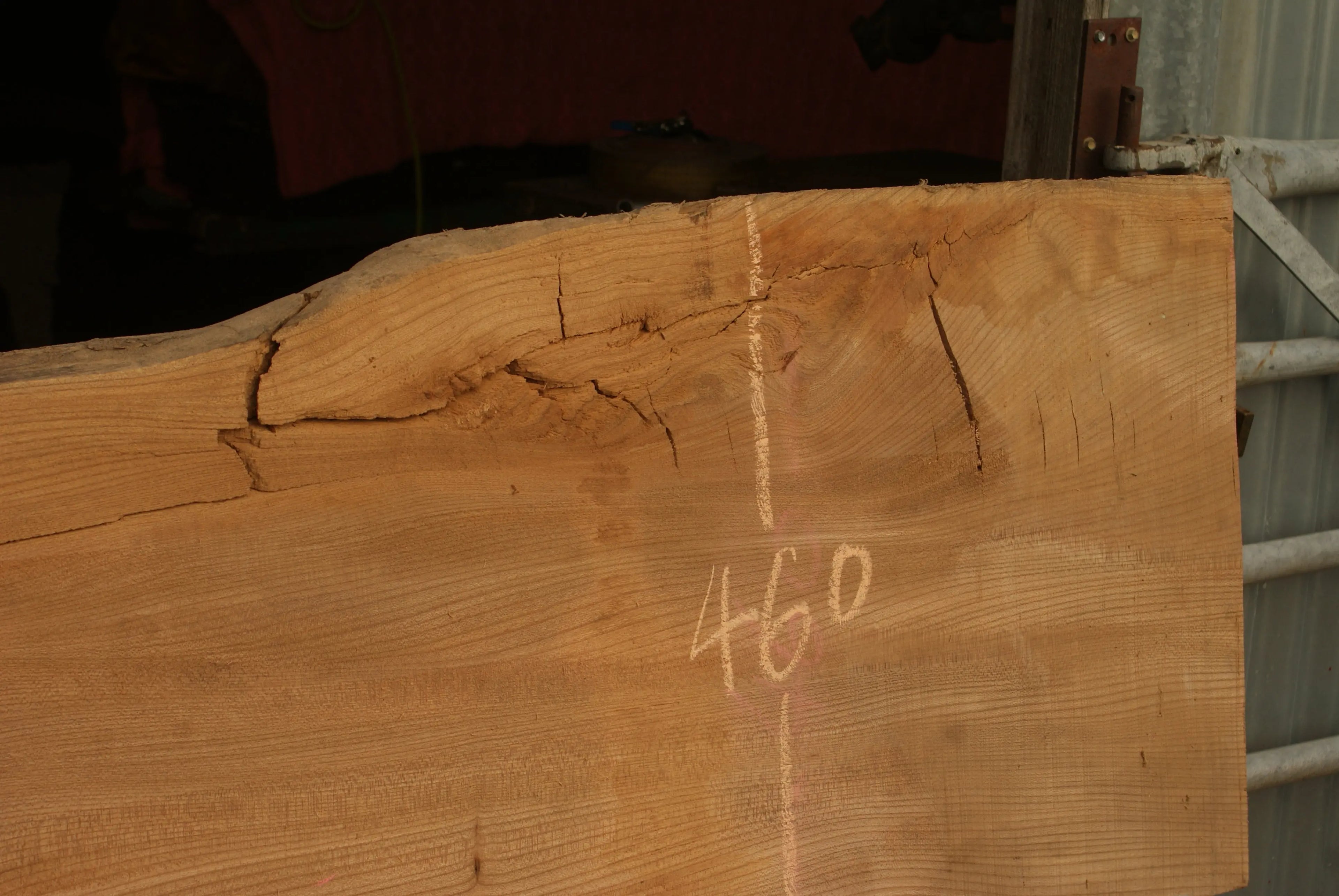 Elm Slab, Kiln Dried 2600 L x 460 - 342 W x 46 D mm   (298) elm