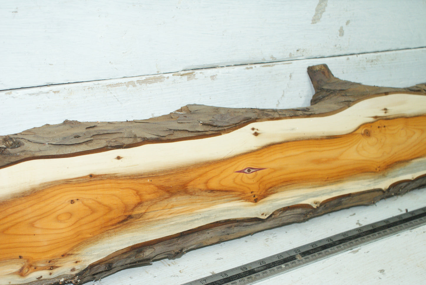 English Yew,   1059 L x 182-129 W x 45 D (mm)     (334)