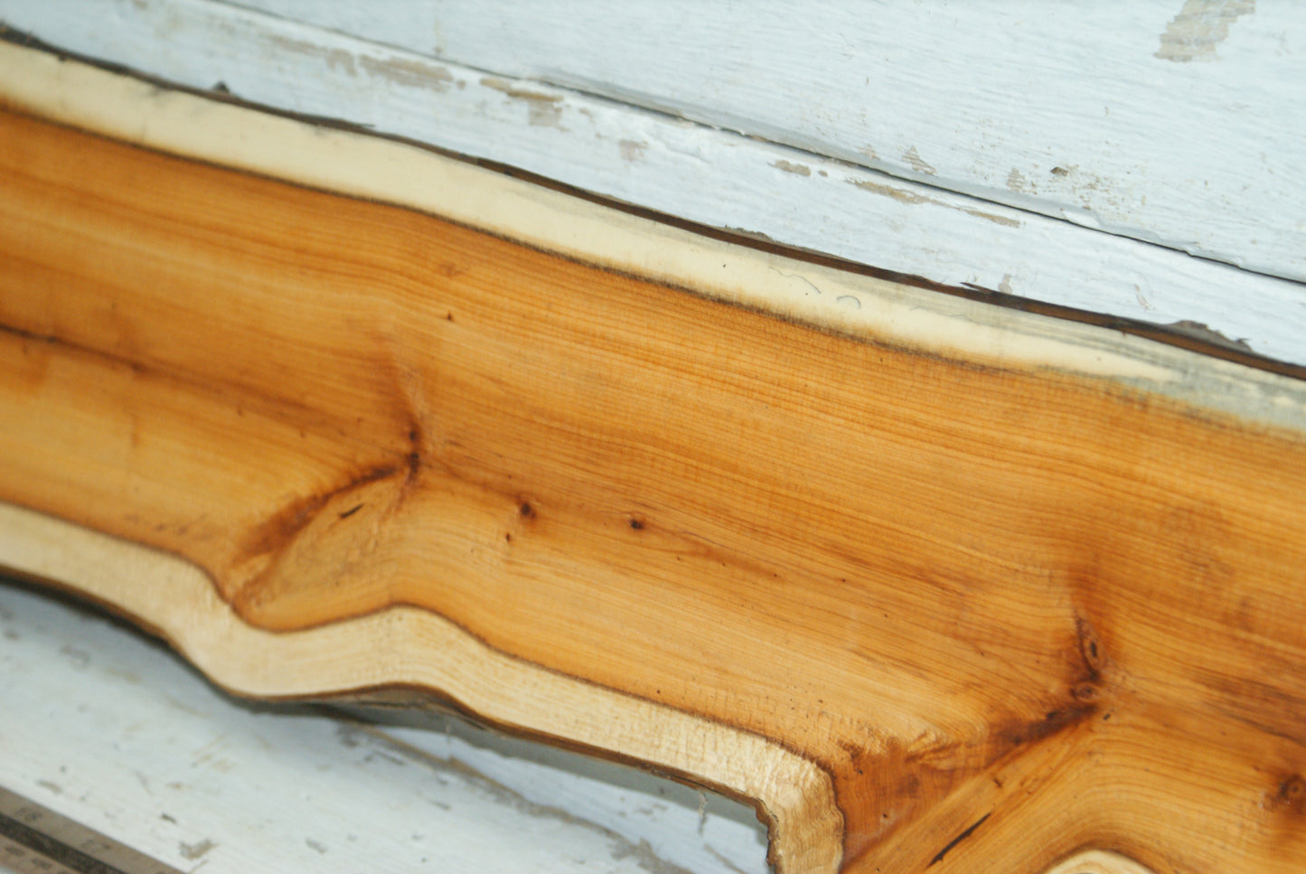 English Yew,   1059 L x 182-129 W x 45 D (mm)     (334)