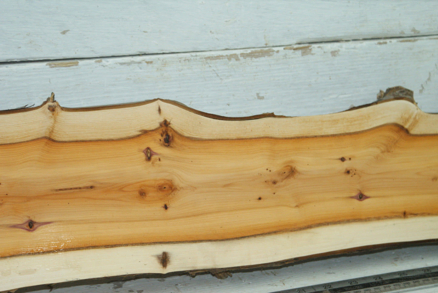 English Yew,   1100 L x 170-106 W x 45 D (mm)     (338)