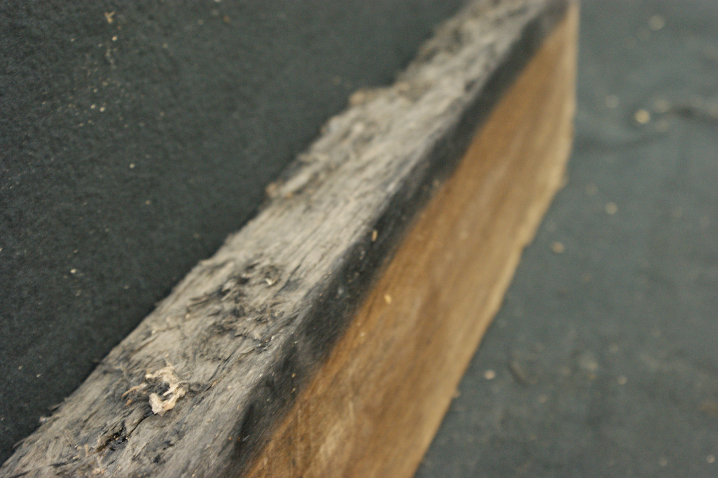 Bog oak 895 L x 145-0 W x 80-65 D mm     (587)