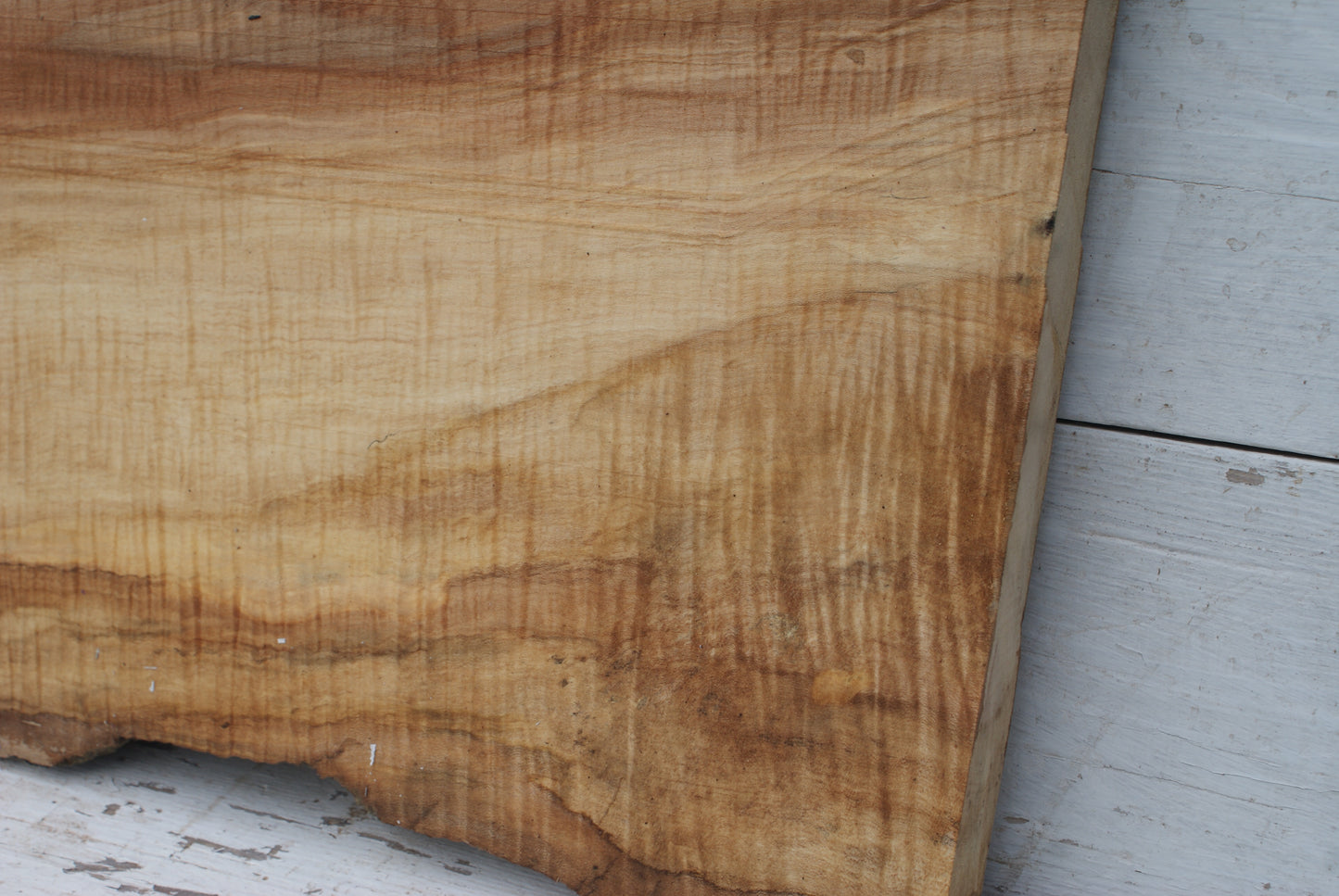 Spalted Rippled Sycamore 1278 L x 465 - 357  W x 46 D (mm) (458)