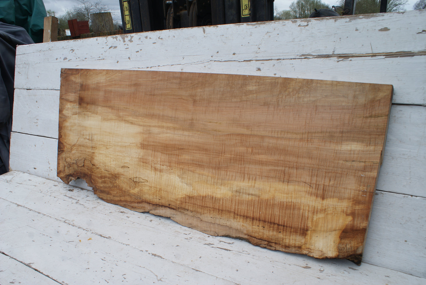 Spalted Rippled Sycamore 1271 L x 496 - 440  W x 48 D (mm) (459)