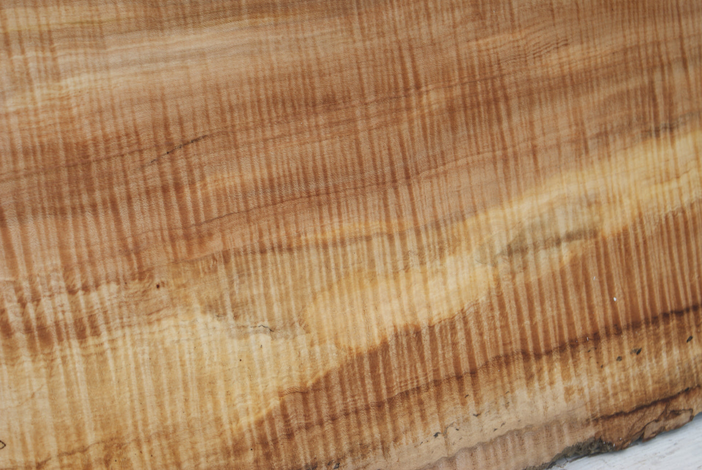 Spalted Rippled Sycamore 1271 L x 496 - 440  W x 48 D (mm) (459)