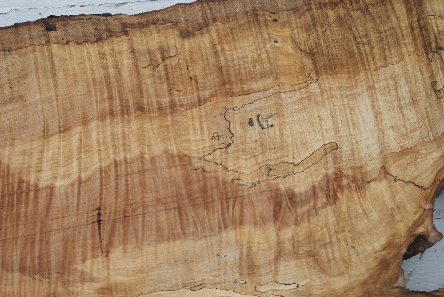 Spalted Rippled Sycamore 1120 L x 542-328 W x 49 D (mm) (463)