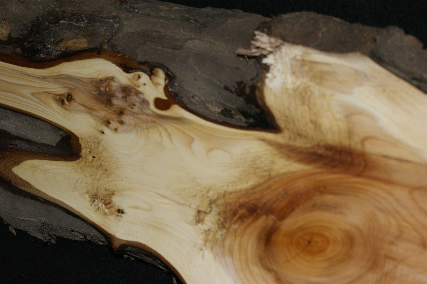 English Yew Shelf. (594)