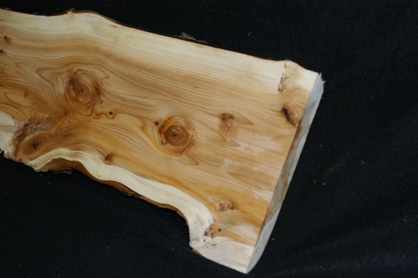 English Yew Shelf. (594)
