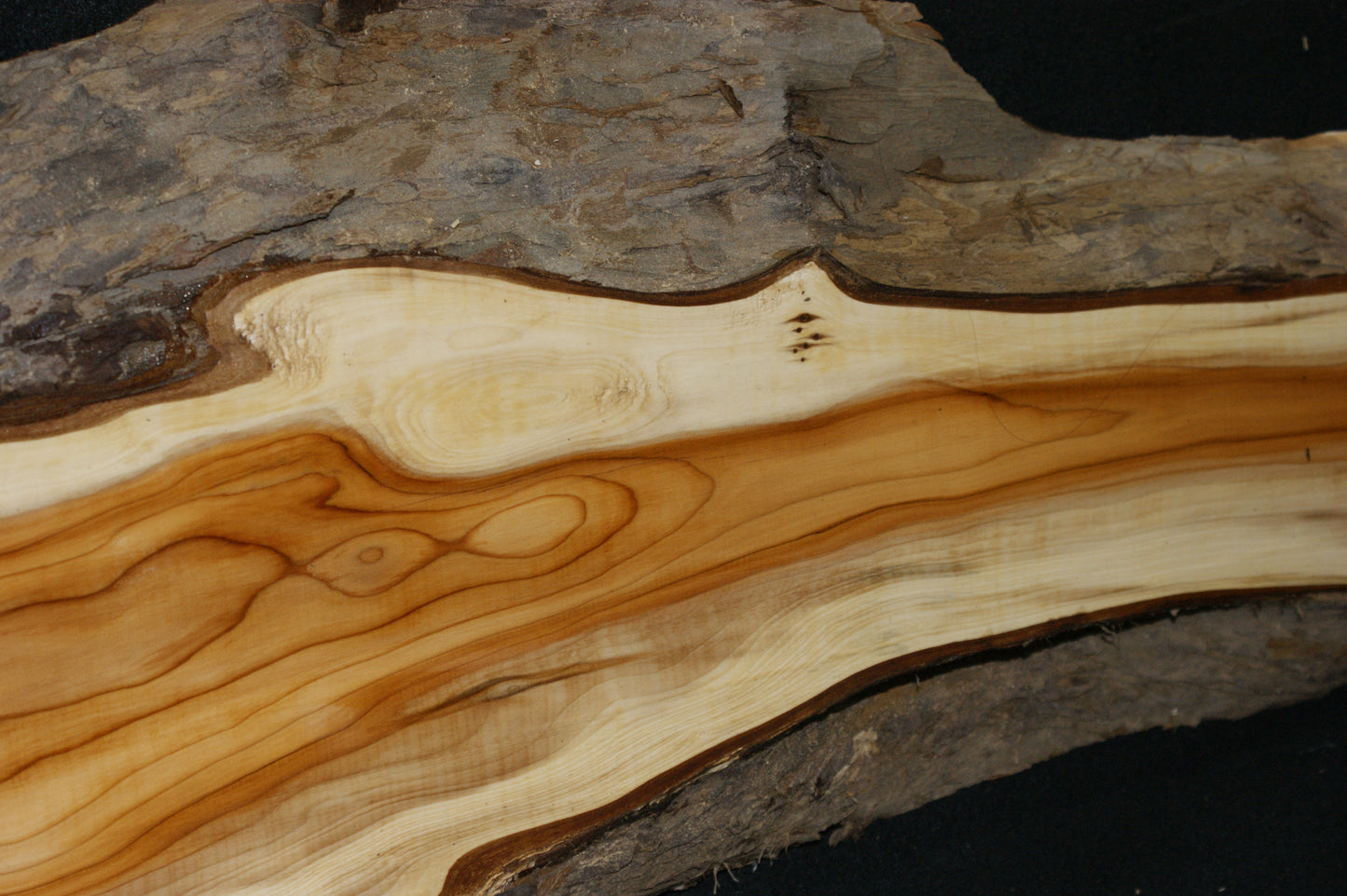 English Yew Shelf. (595)