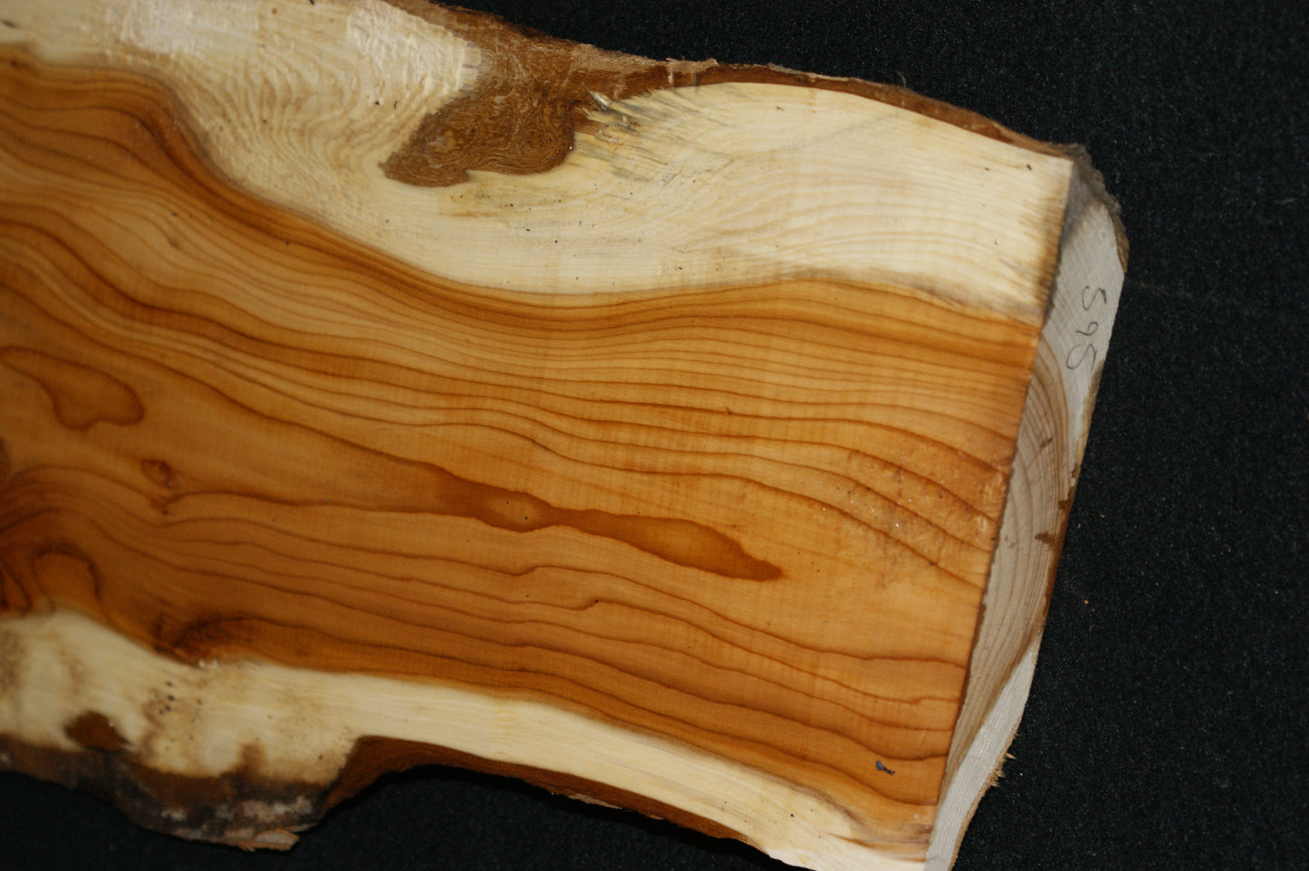 English Yew Shelf. (595)