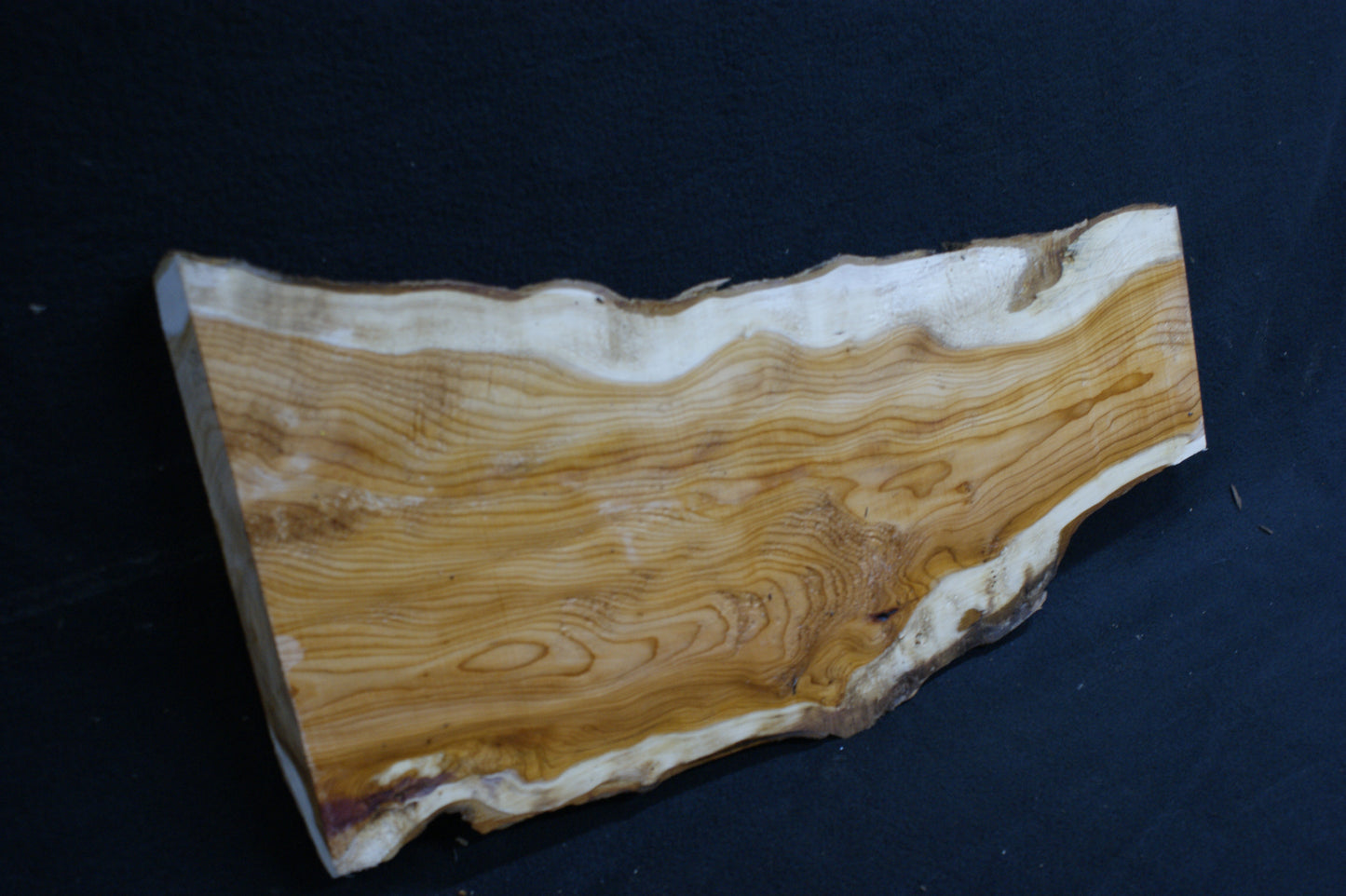 English Yew Shelf. (595)