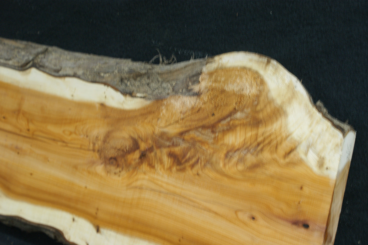 English Yew Shelf. (598)