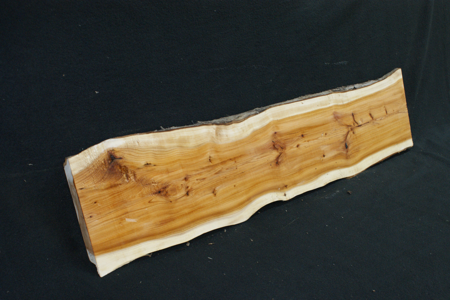 English Yew Shelf. (599)