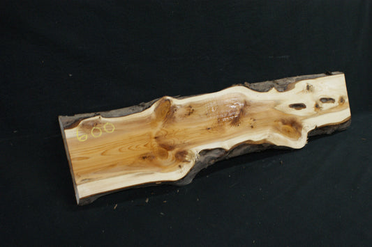English Yew Shelf. (600)