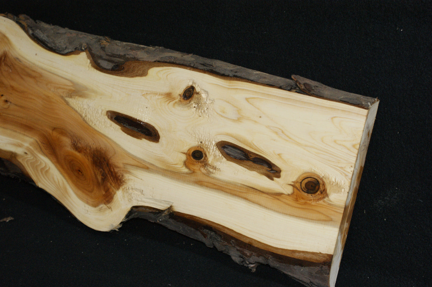 English Yew Shelf. (600)